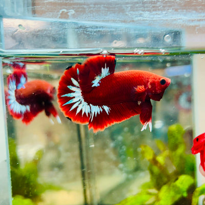 Plakat Red Fancy Hellboy Male Betta #063