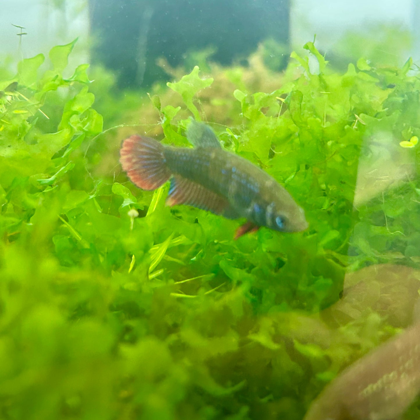Wild Imbellis - Female Betta