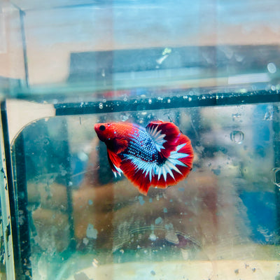 Plakat Red Fancy Male Betta #081