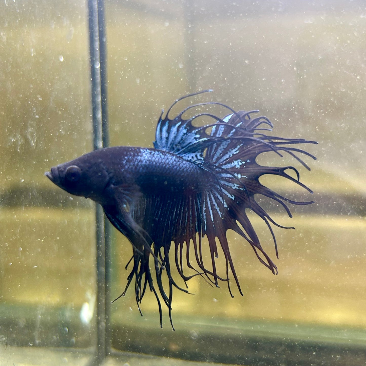 Black Orchid Crowntail - Male Betta 065