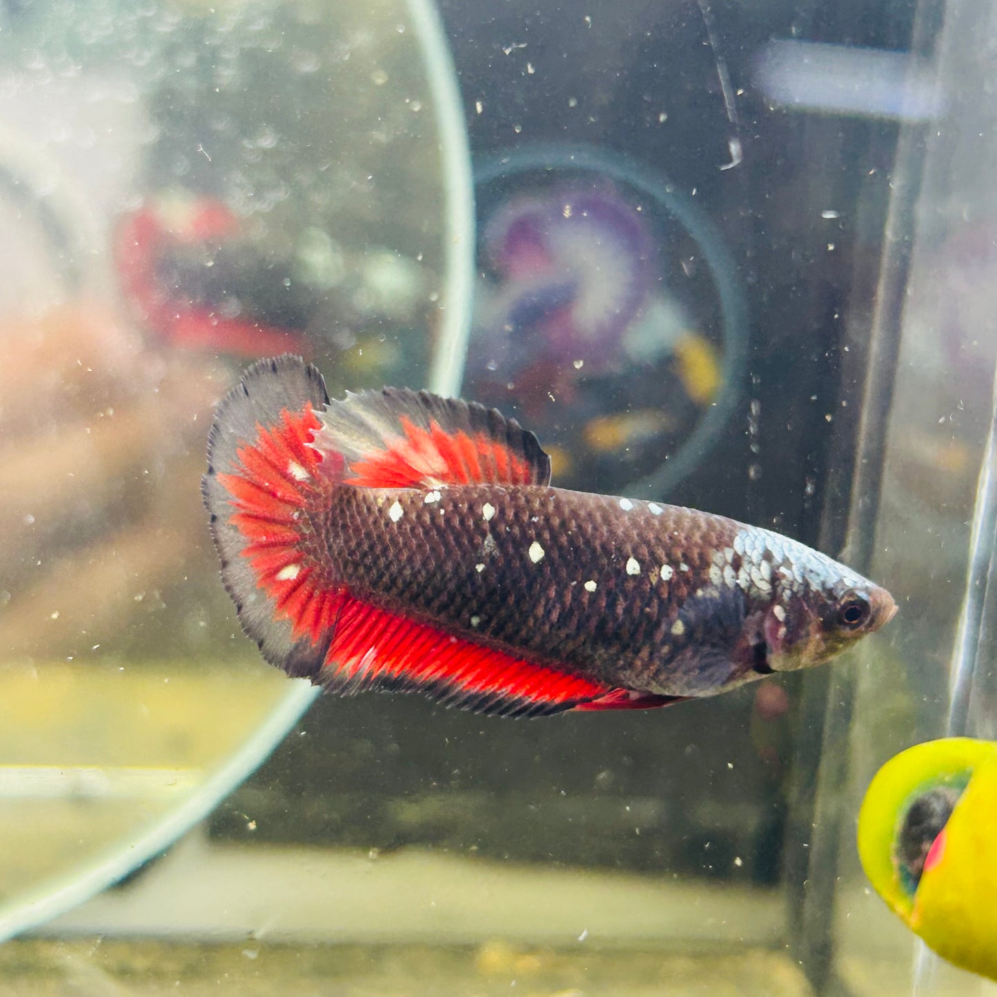 Avarta Vampire Plakat - Female betta 157