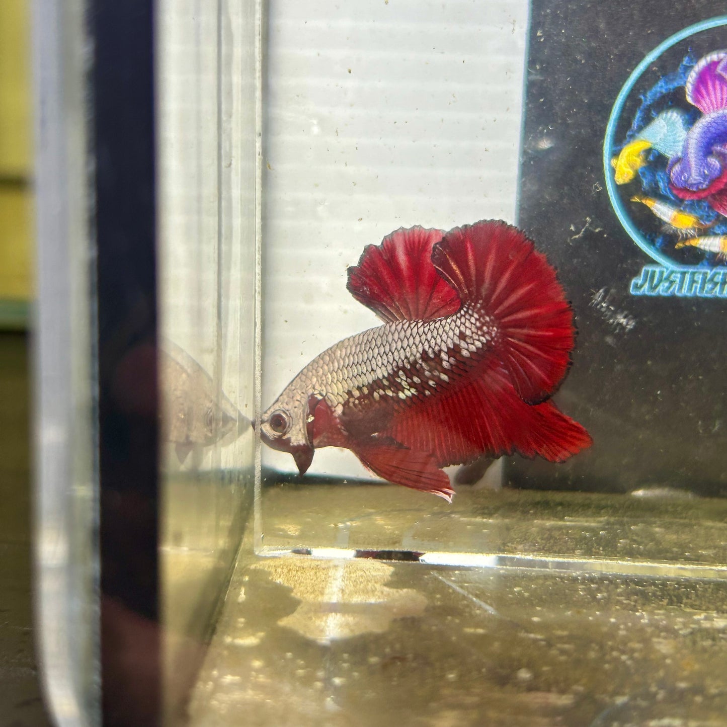 Red Samurai Plakat - Male betta 034
