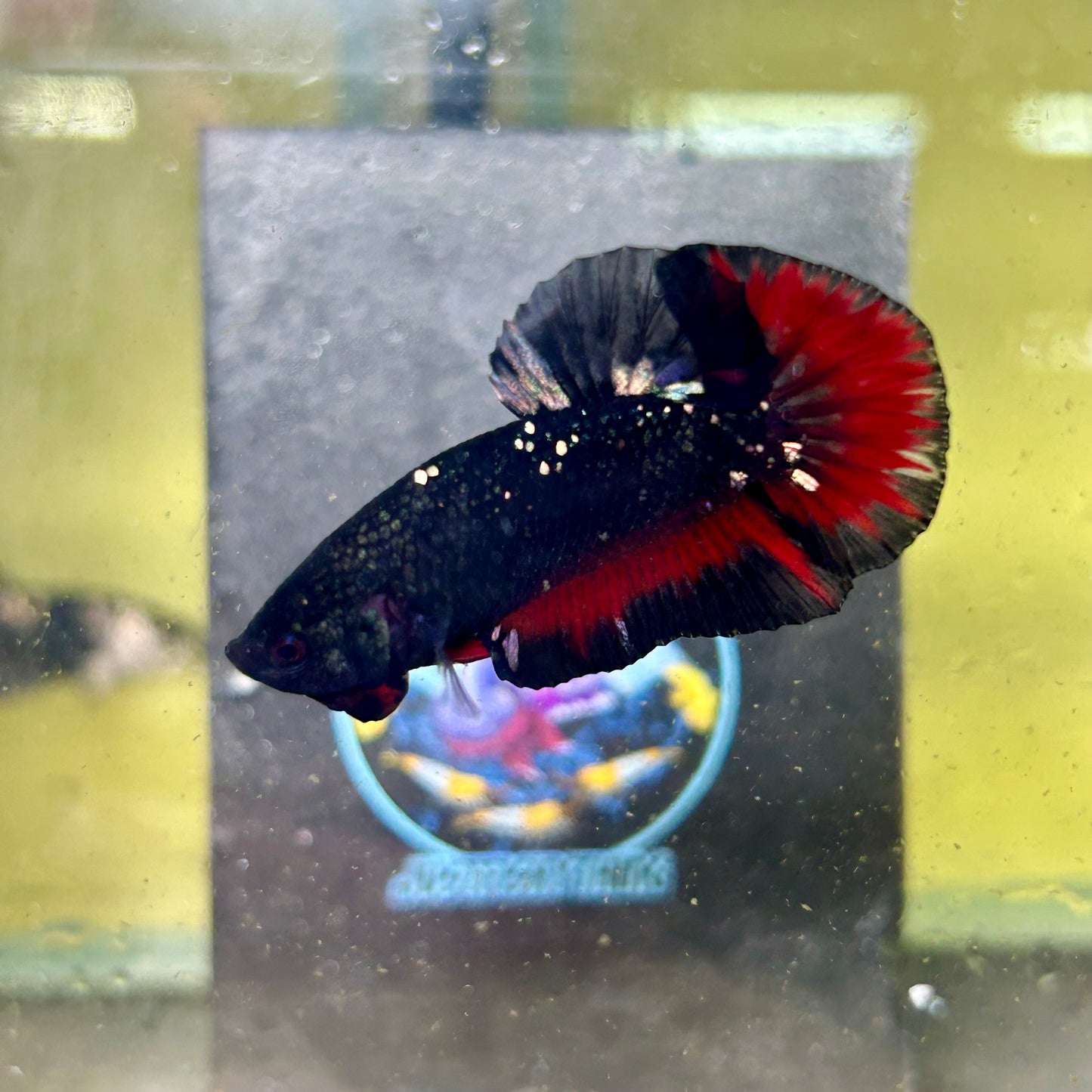 Avarta Stardust Vampire Plakat - Male Betta 028