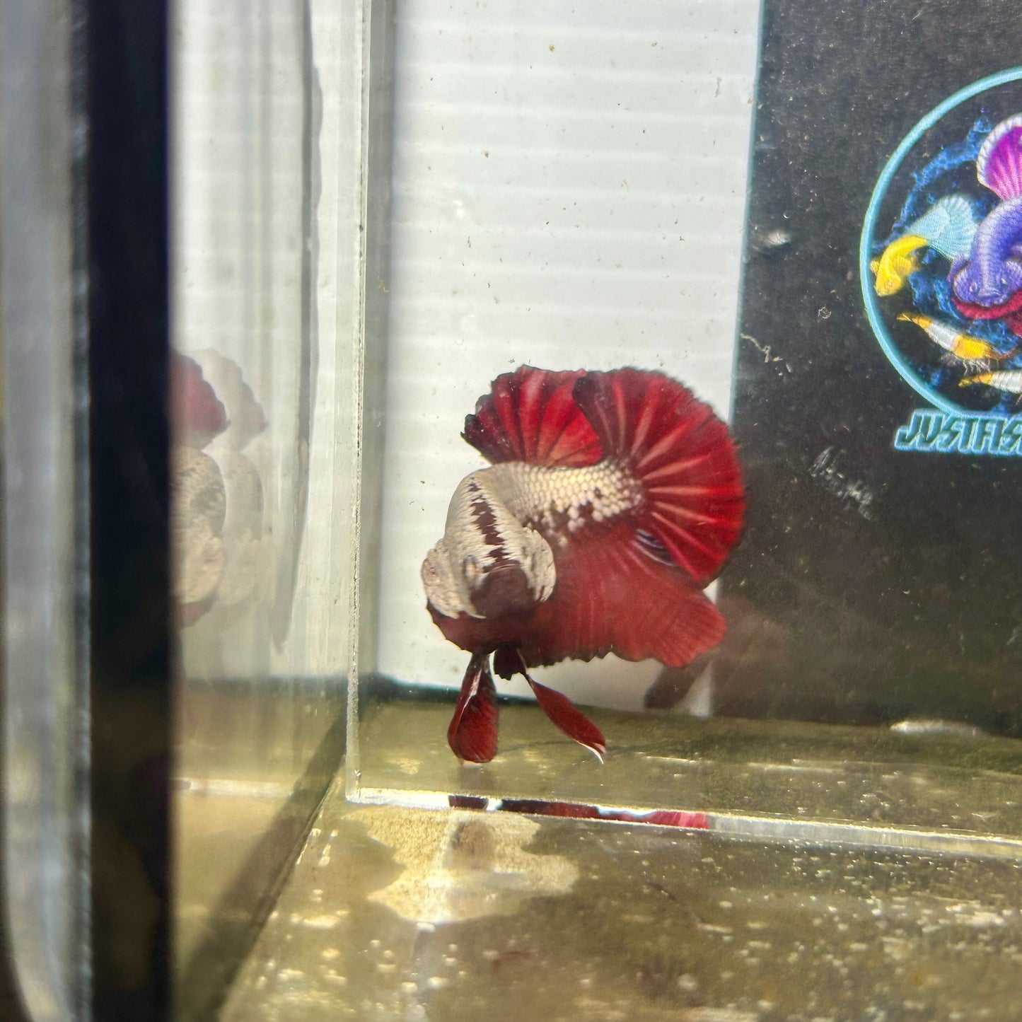 Red Samurai Plakat - Male betta 034
