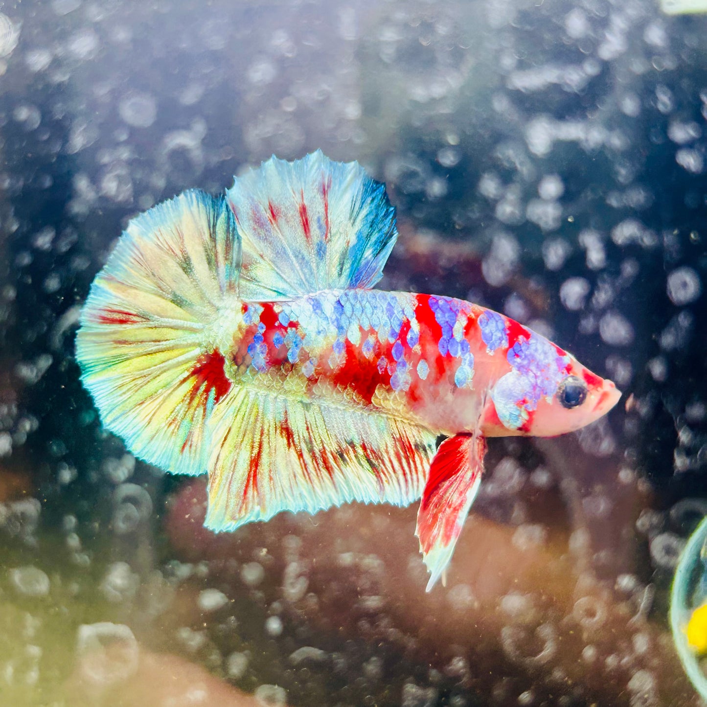Red Koi Barongsai Plakat - Male betta 163