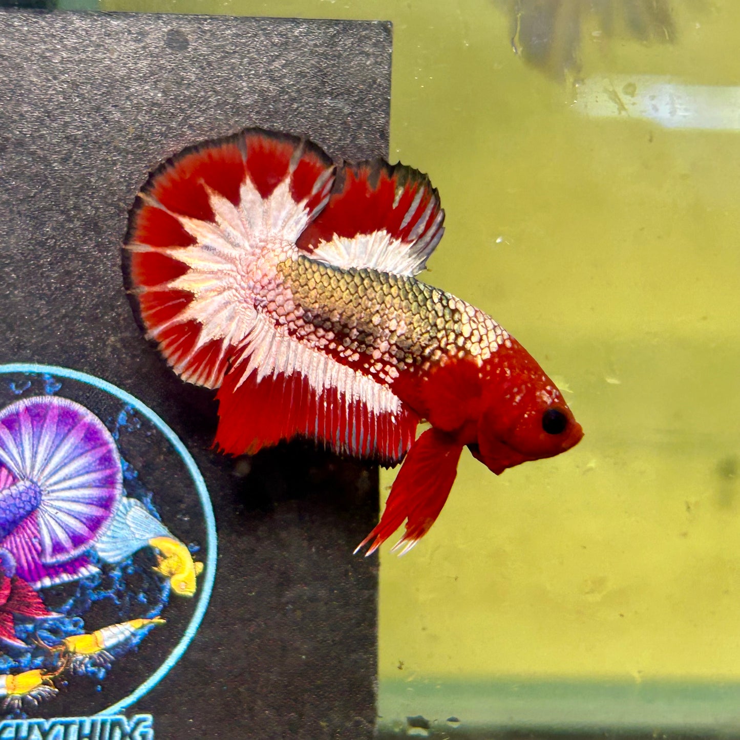 Red Fancy Copper - Male Betta 003
