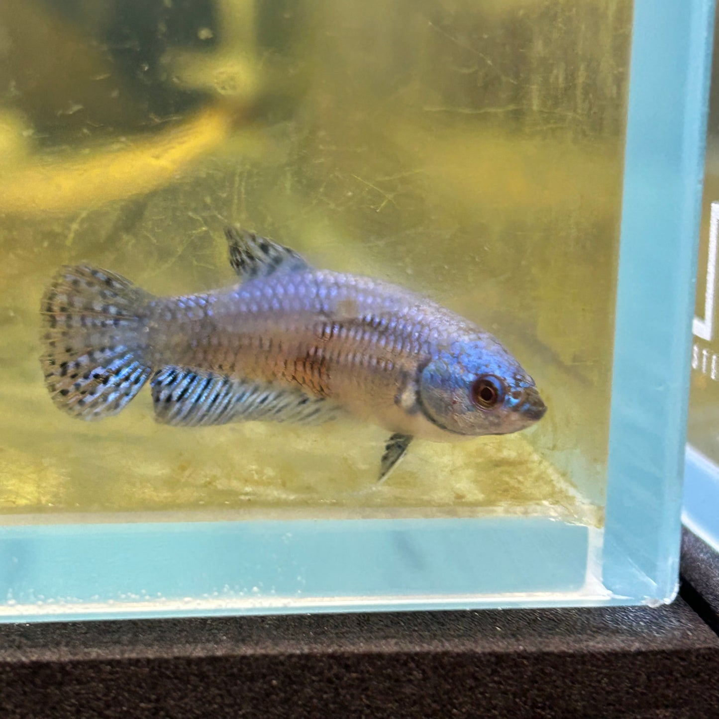 Mixed Wild Type Random Pick - Female sorority