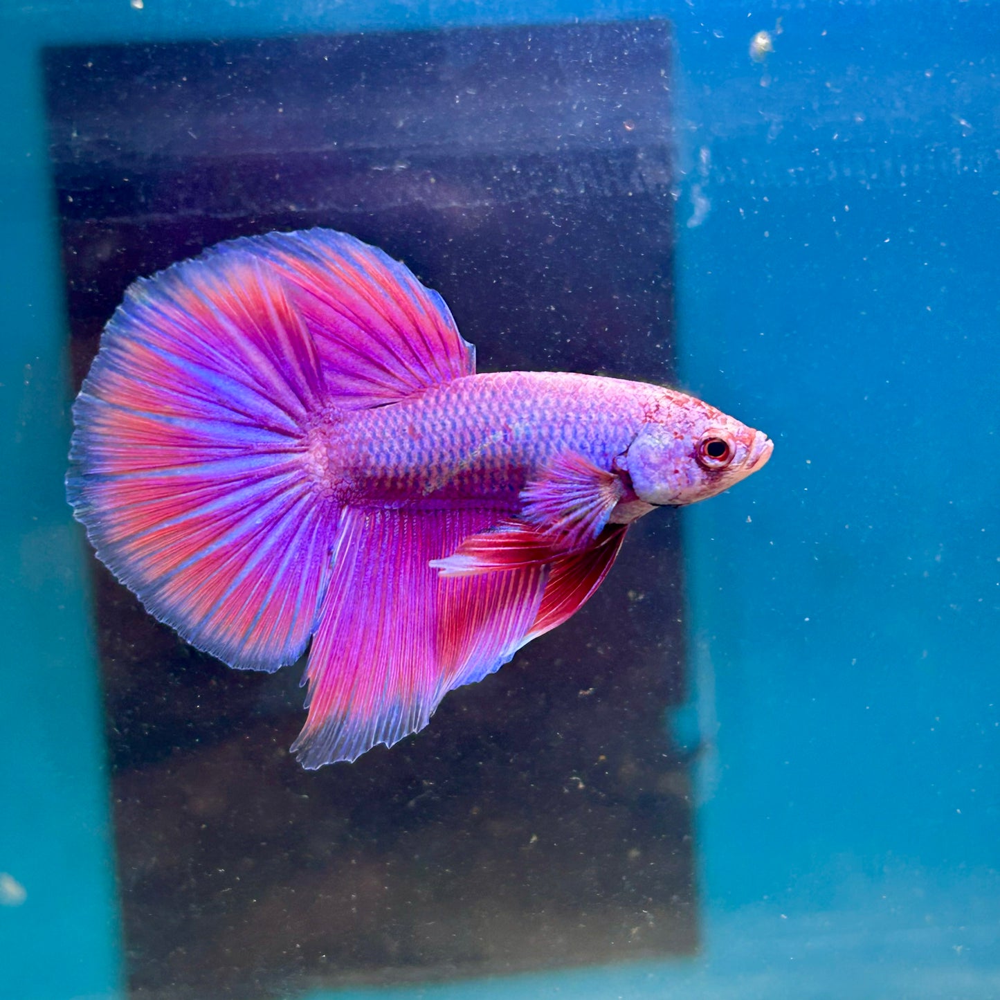 Purple Pink Halfmoon - Male Betta 044