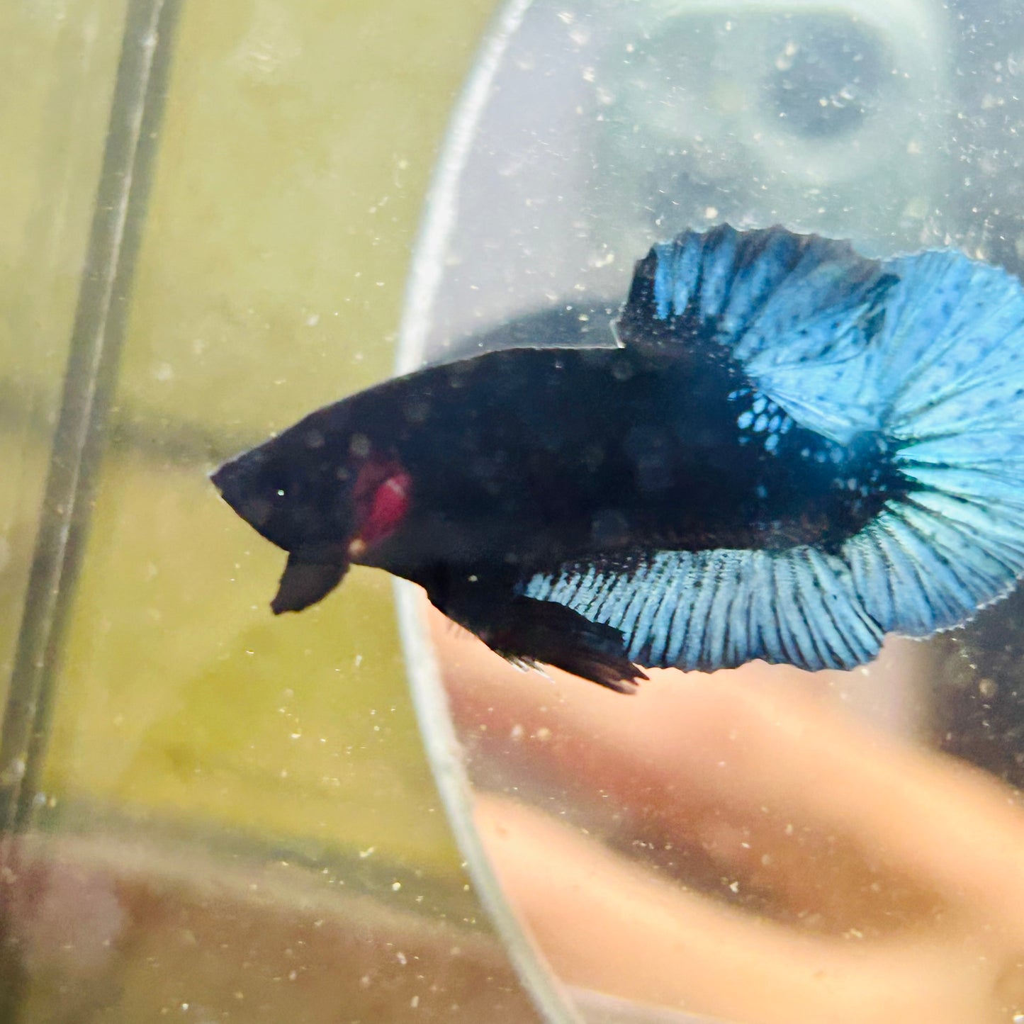 Black Light Steel Blue Plakat - Male betta 038