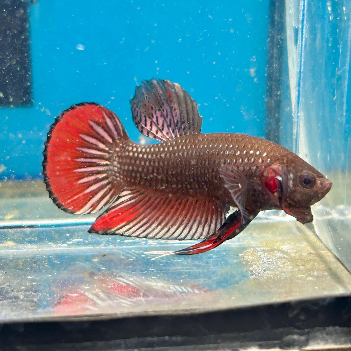 Wild Imbellis Copper - Male Betta 007
