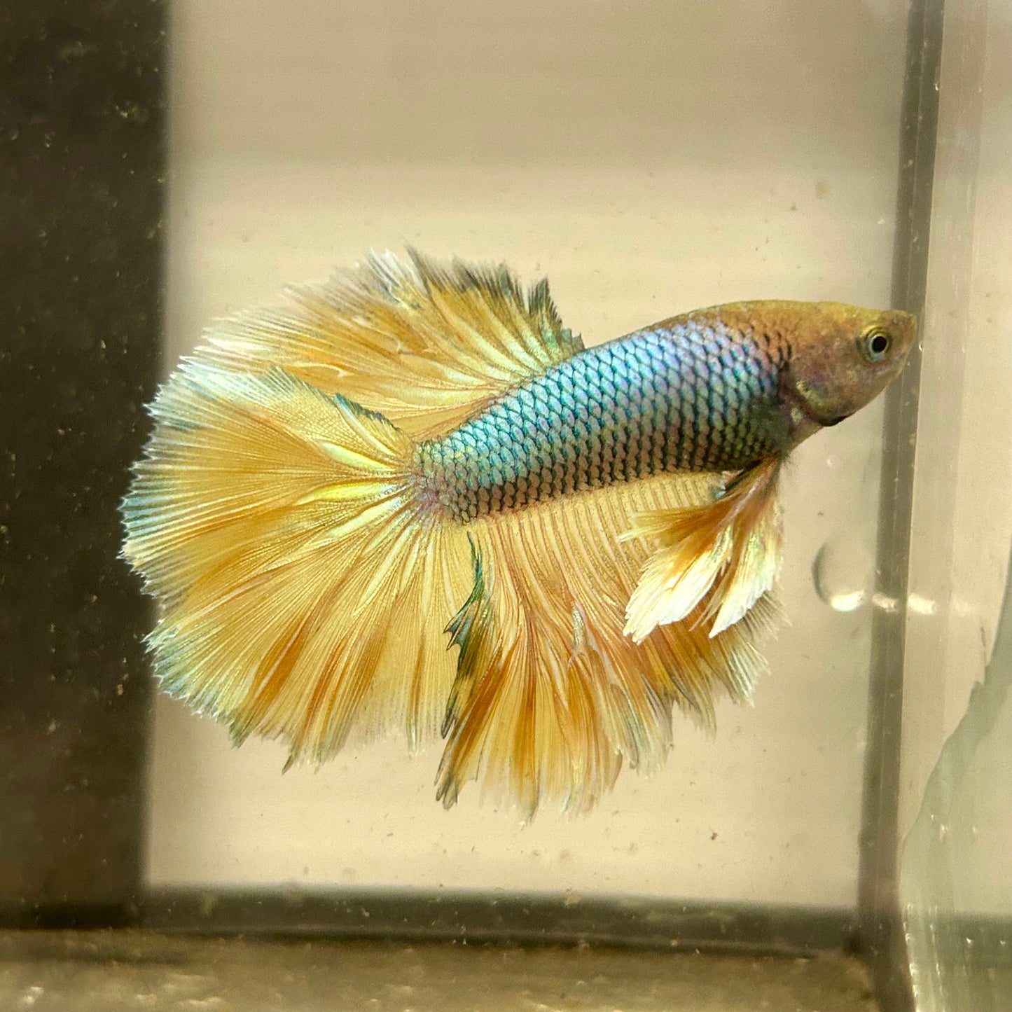Pineapple Halfmmon Feather Tail- Male Betta 100