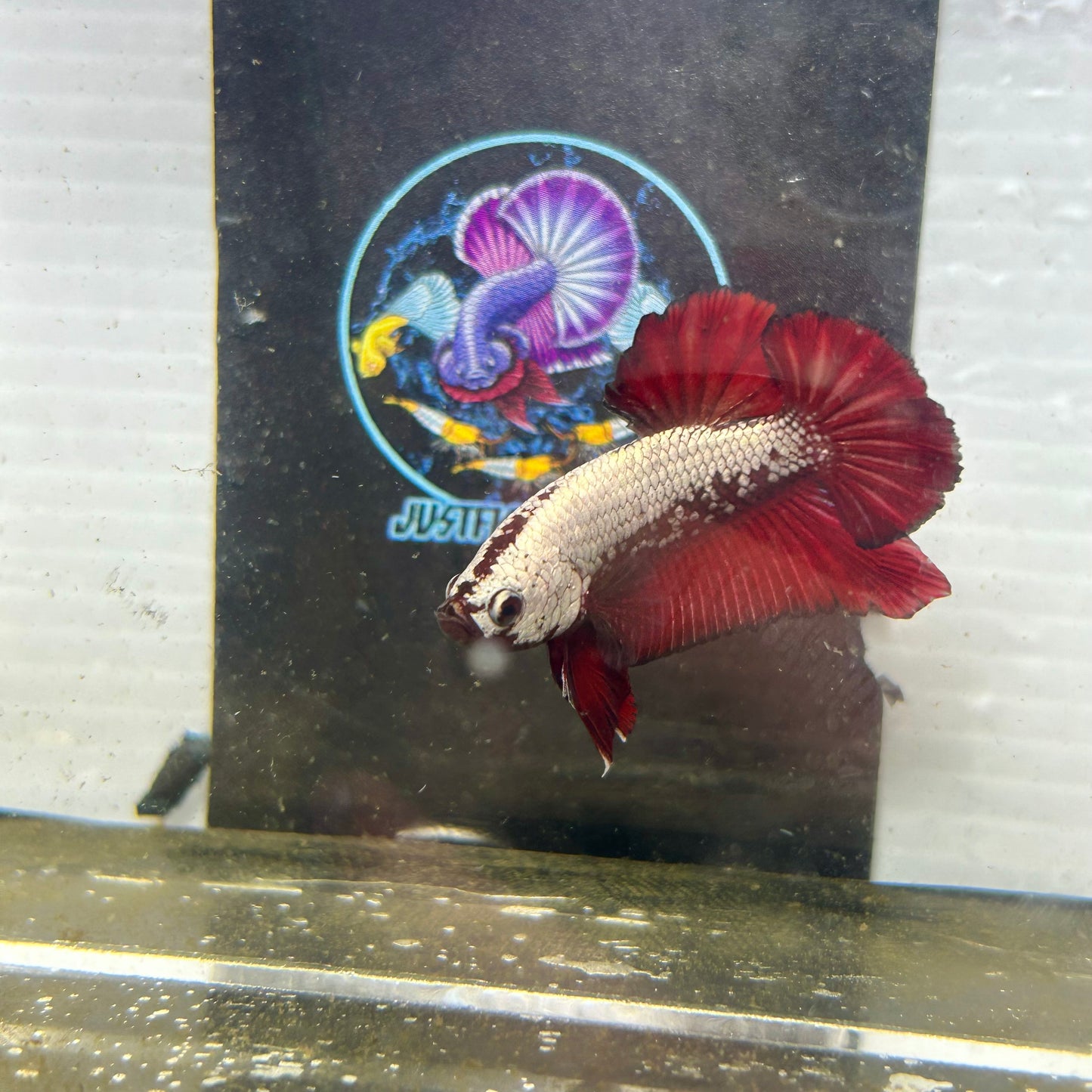 Red Samurai Plakat - Male betta 034