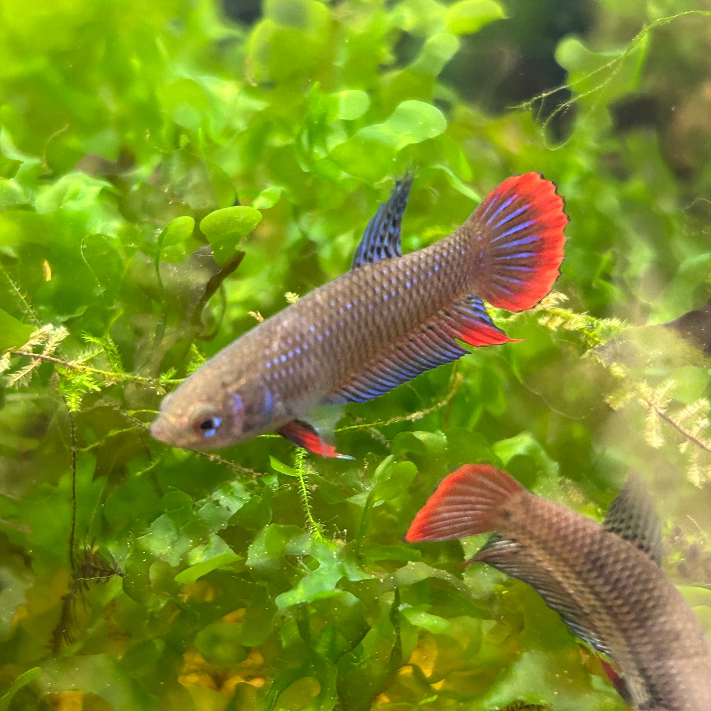 Mixed Wild Type Random Pick - Female sorority