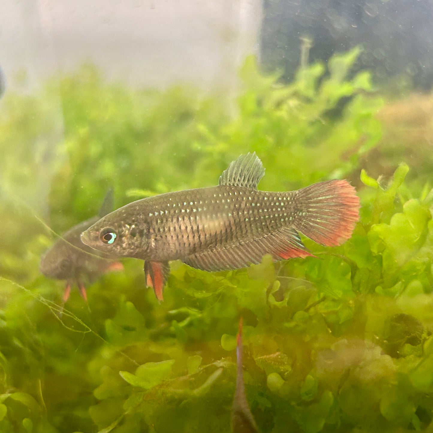 Wild Imbellis - Female Betta