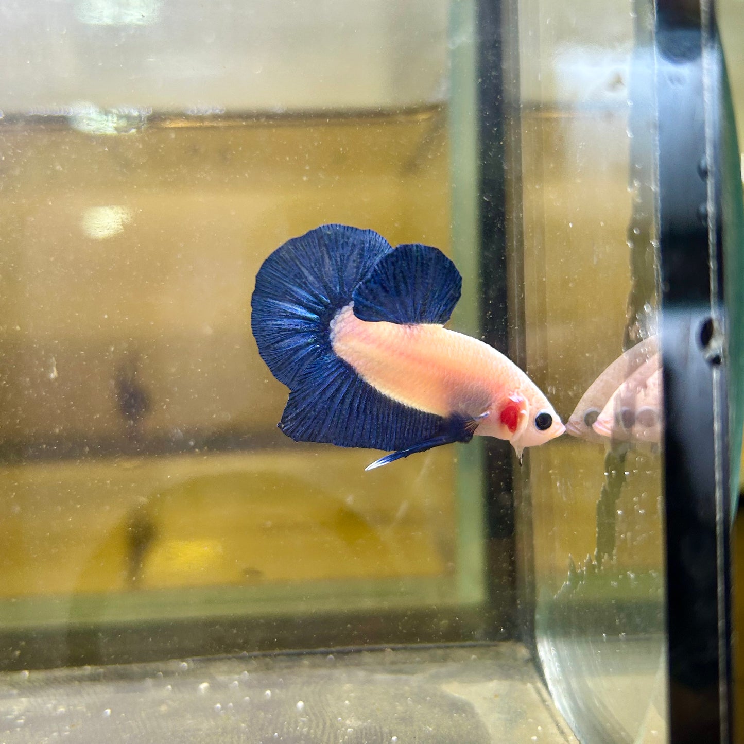 Blue Rim Plakat - Male betta 169 Competition Grade