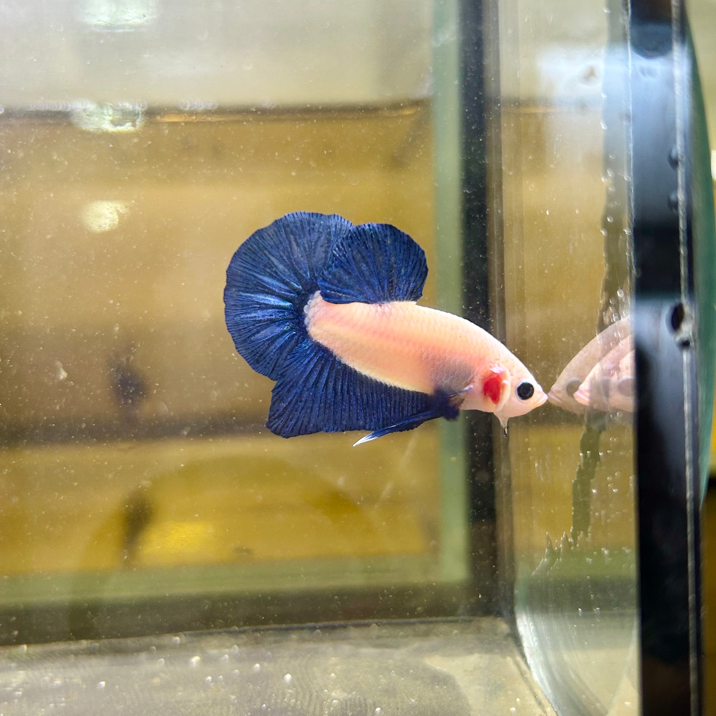 Blue Rim Plakat - Male betta 169 Competition Grade