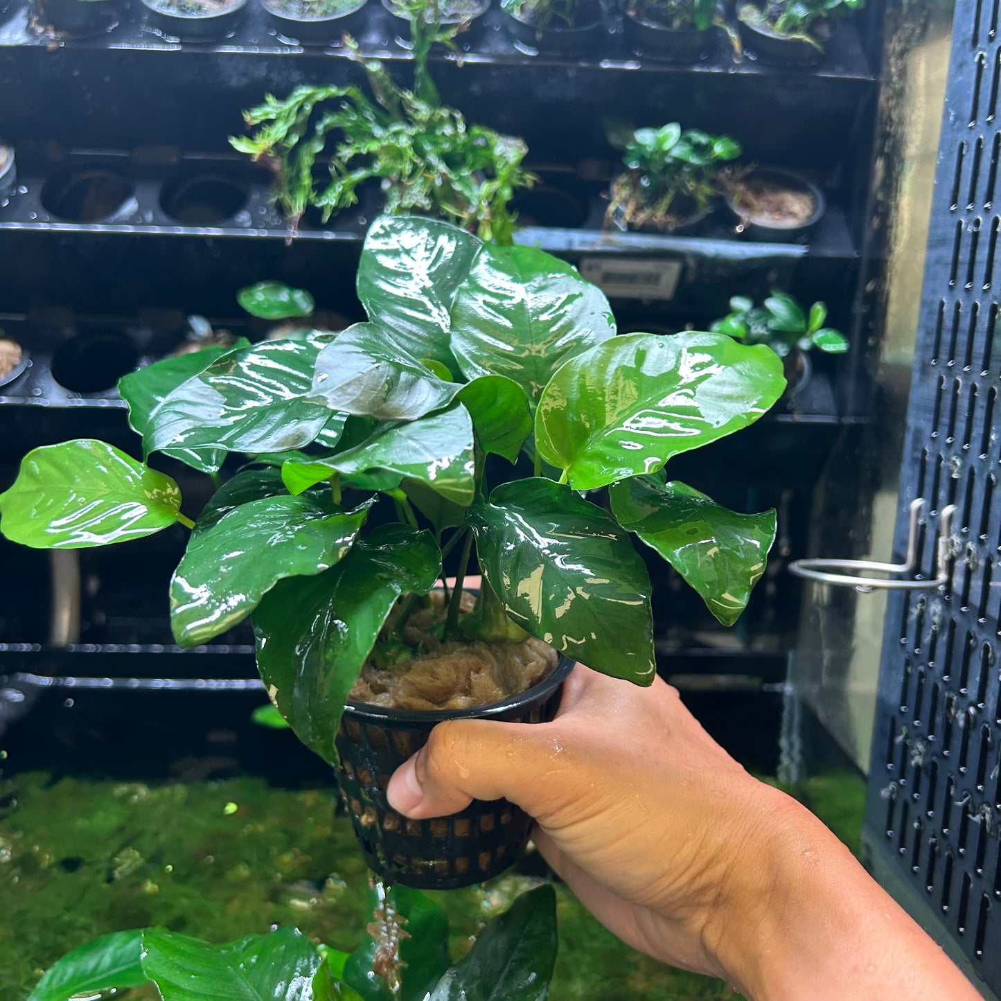 Anubias Barteri Var Barteri Mother Pot