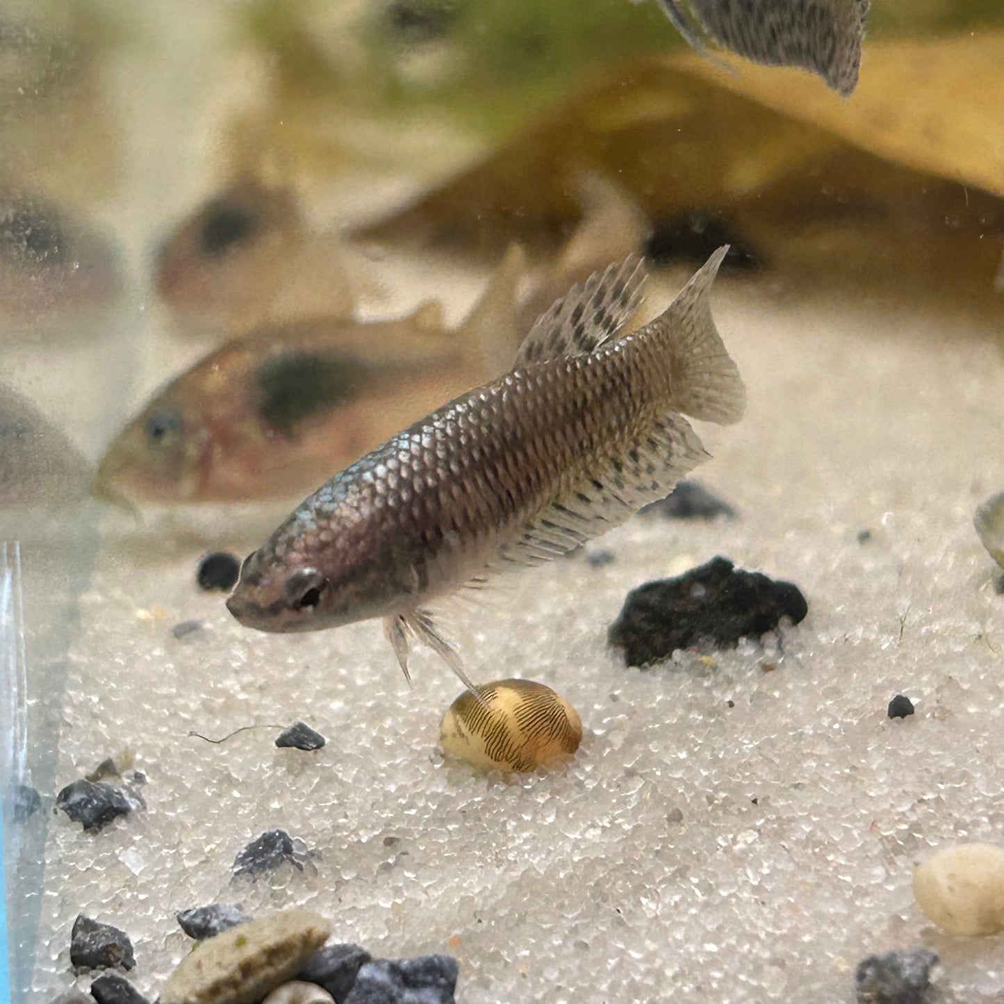 Alien Copper Wild Hybrid - Female Betta