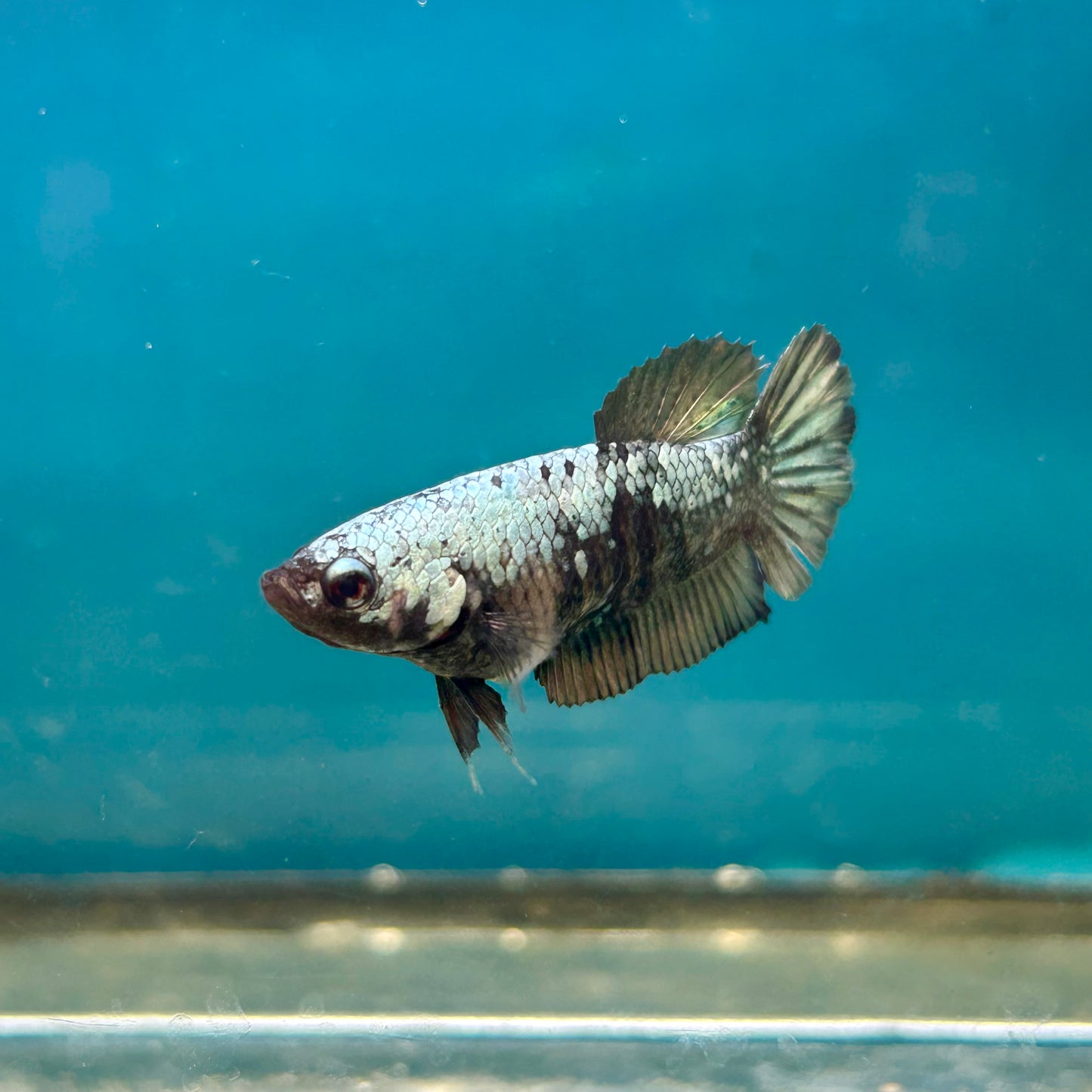 Avarta Copper Plakat - Female Betta A02