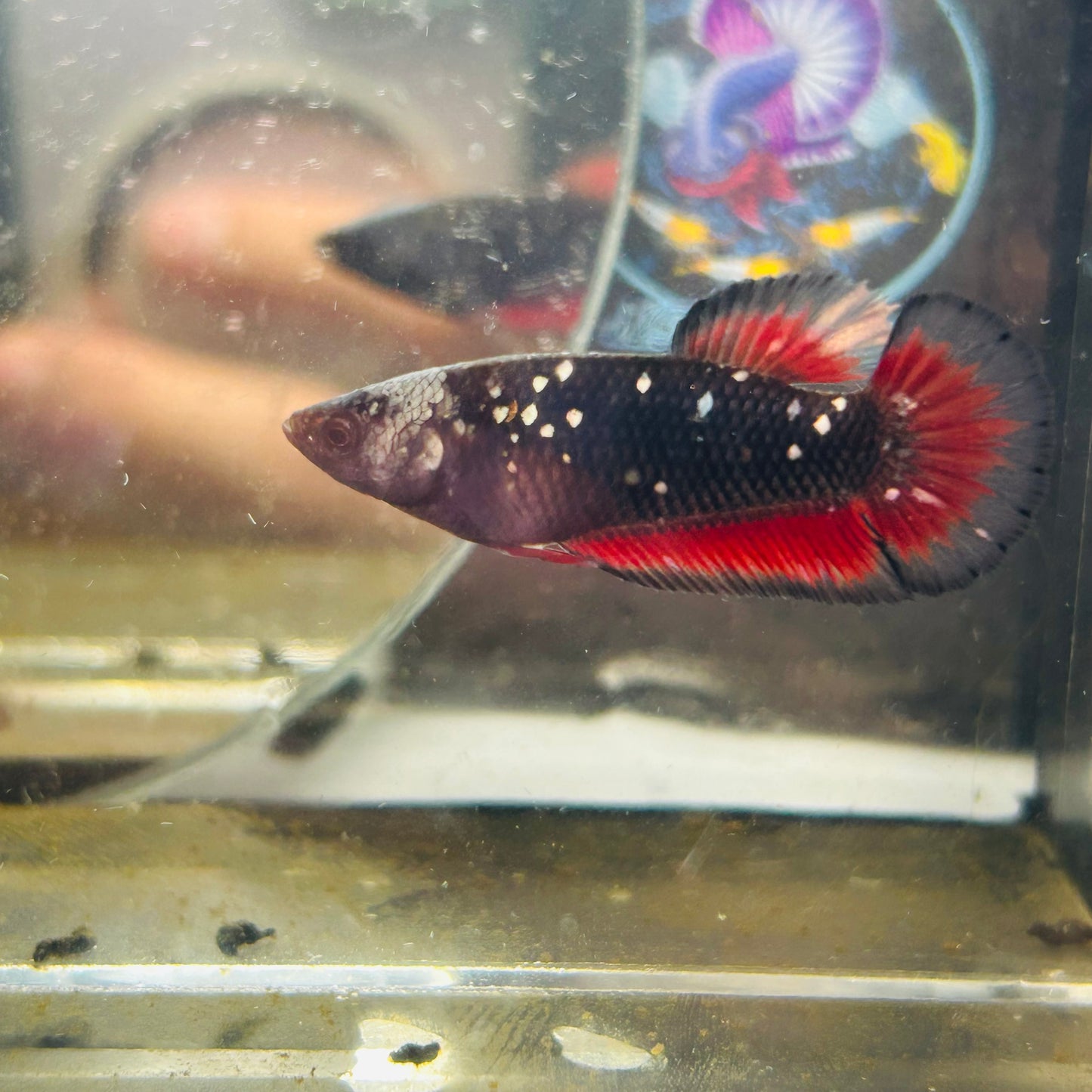 Avarta Vampire Plakat - Female betta 157