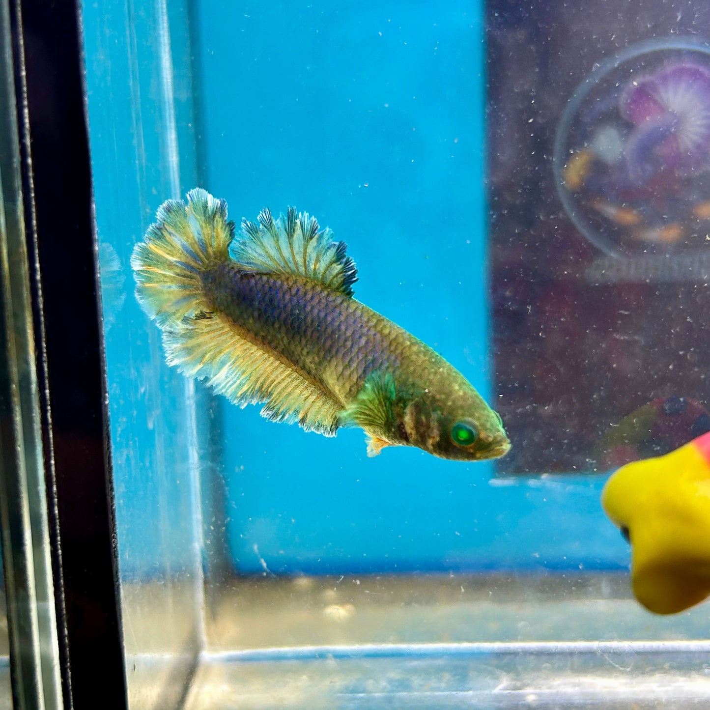Feather Tail Yellow Mustard King neon - Female Betta A12
