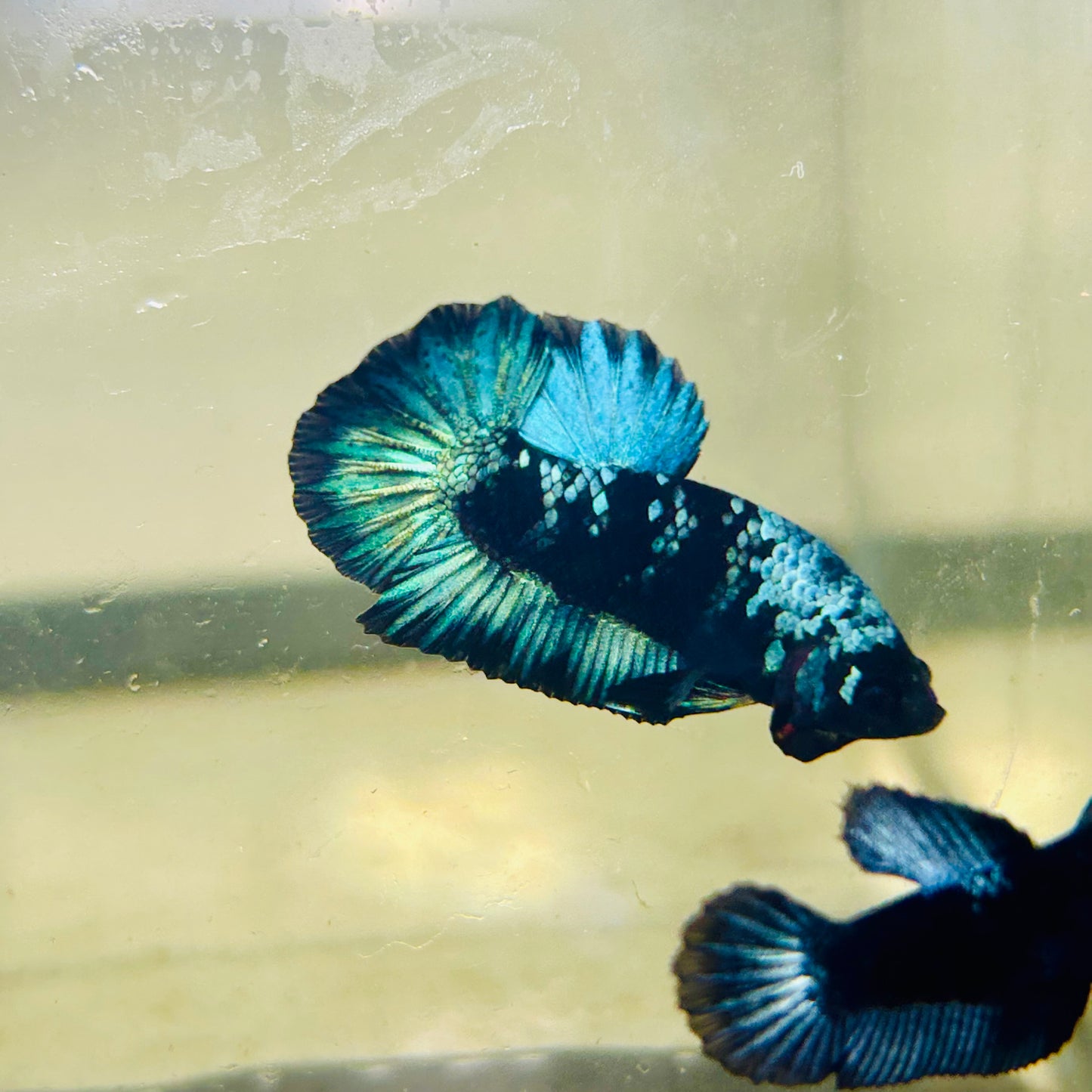 Avarta Black Light Plakat - Male betta 123