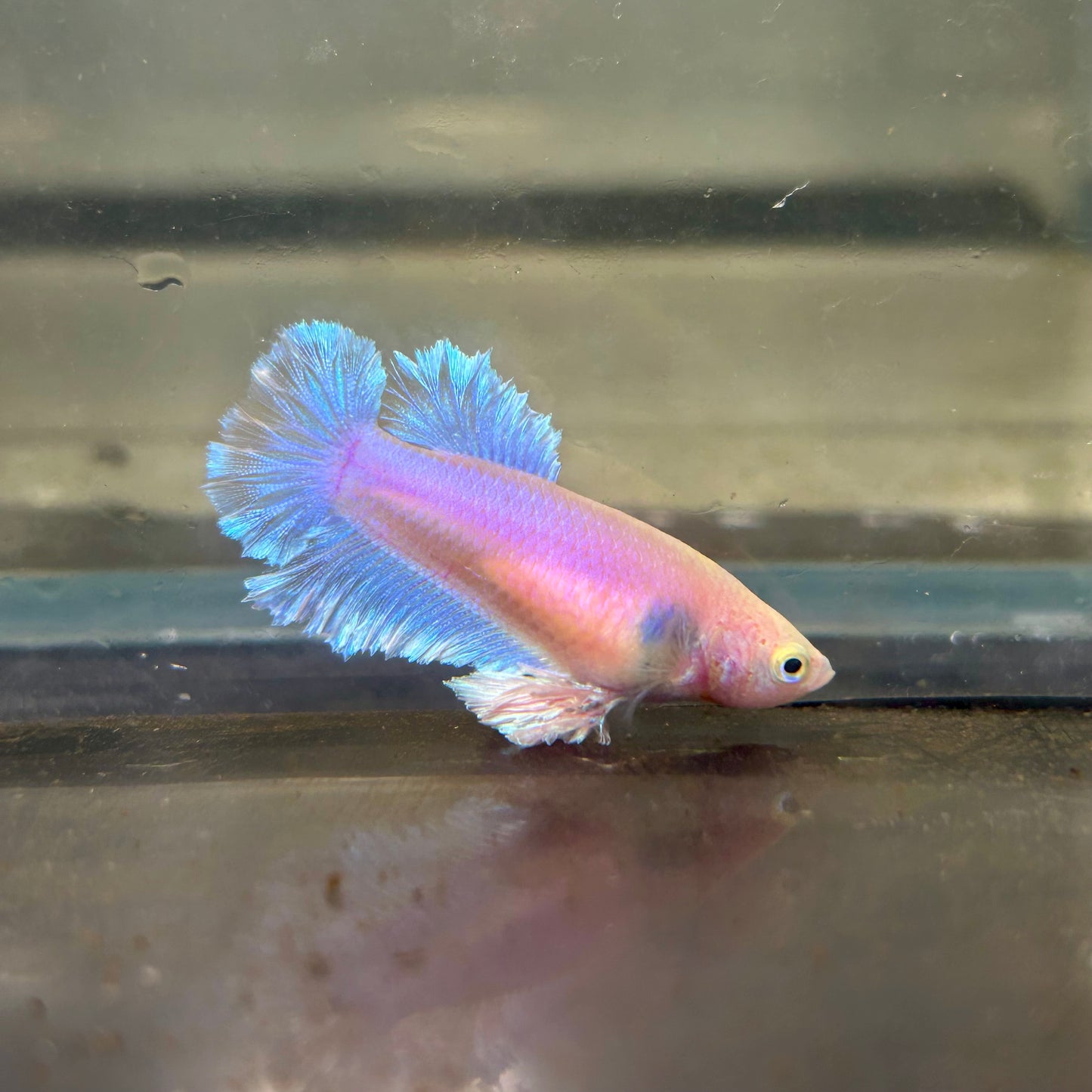 Sky Blue Pastel Feather Tail - Female betta 134