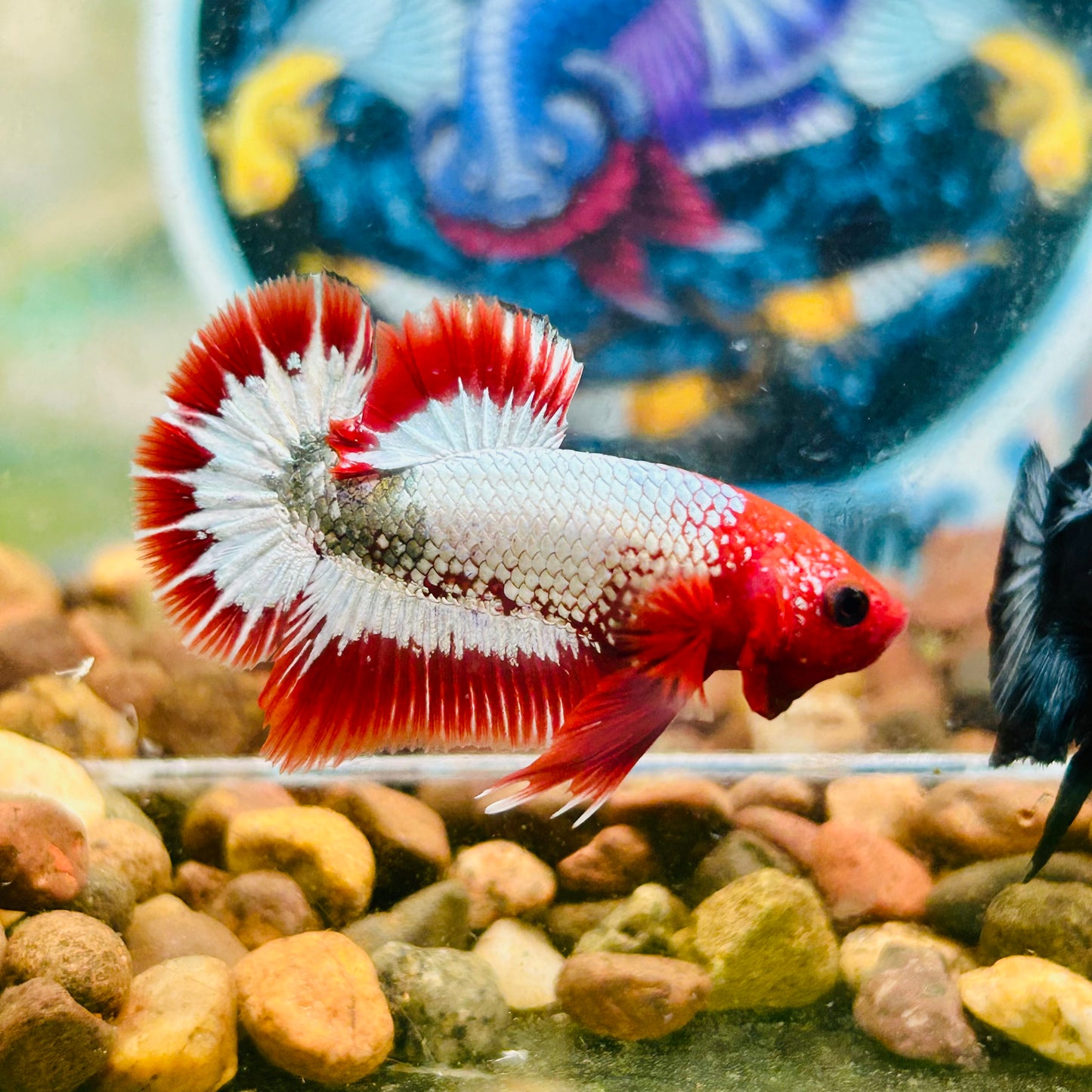 Red Fancy Copper FCCP - Male Betta 079