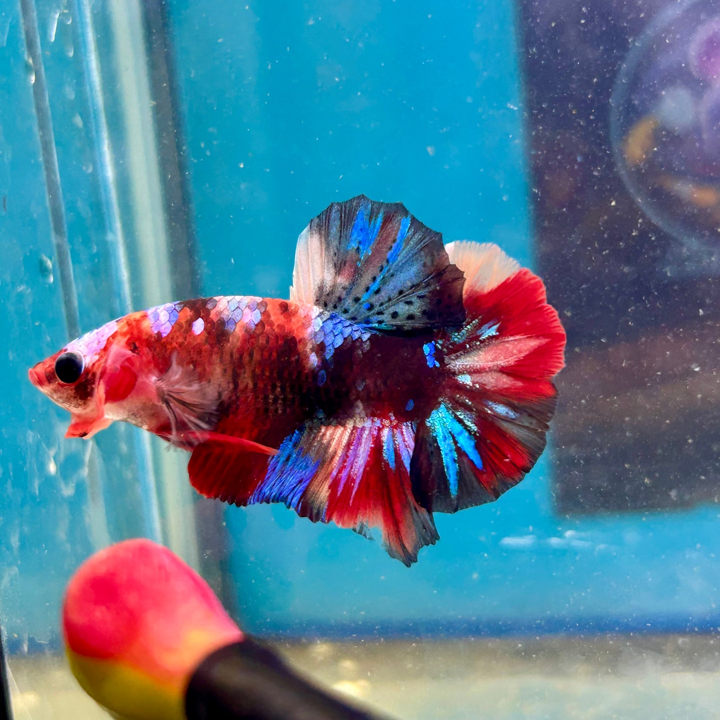 Koi Multicolor Plakat - Male Betta 188