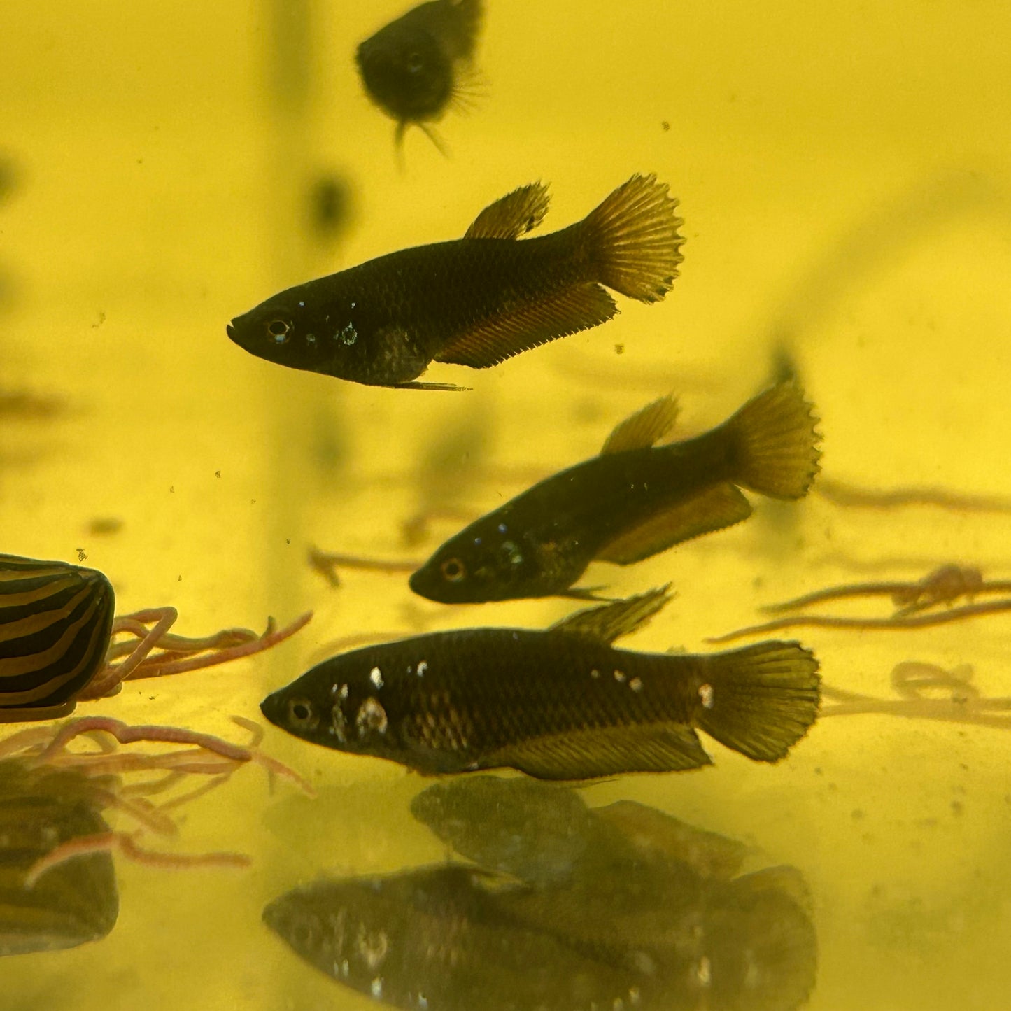 Black Samurai Plakat - Baby Betta