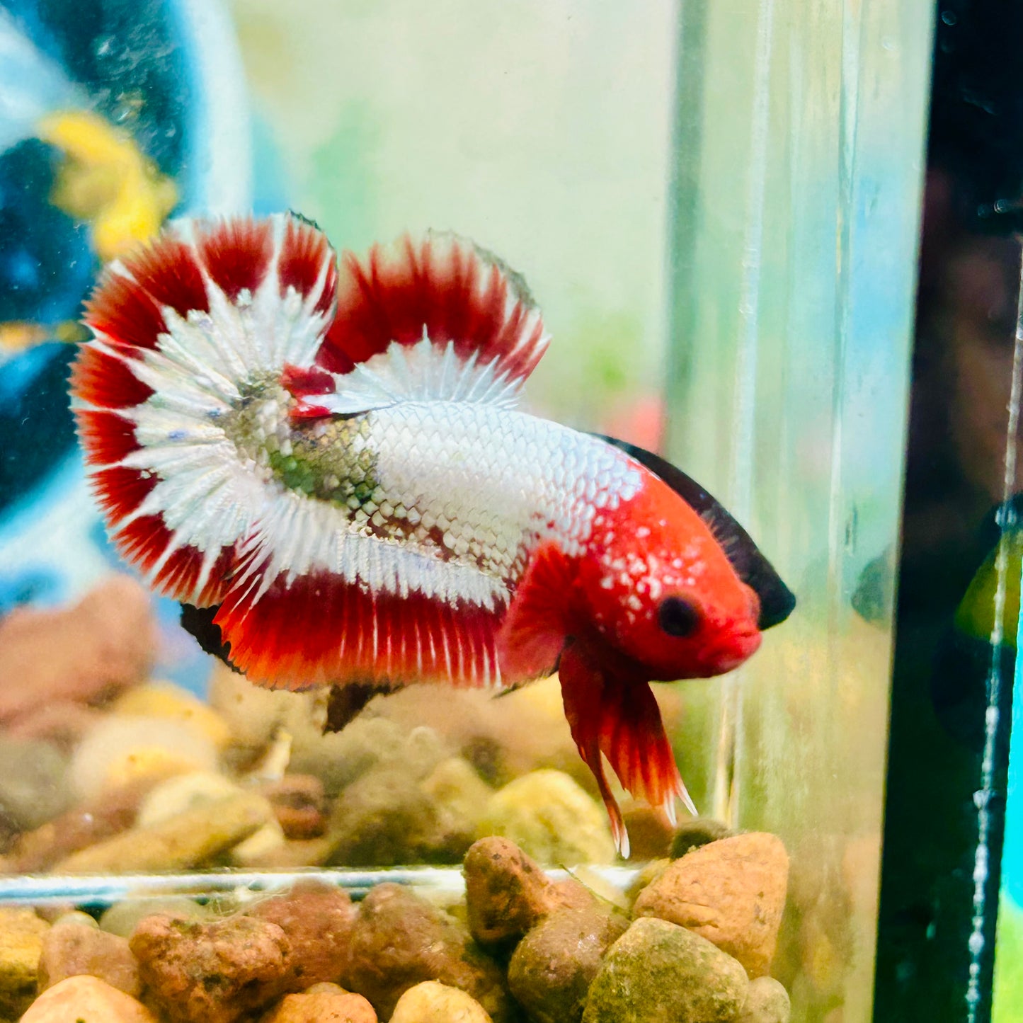 Red Fancy Copper FCCP - Male Betta 079