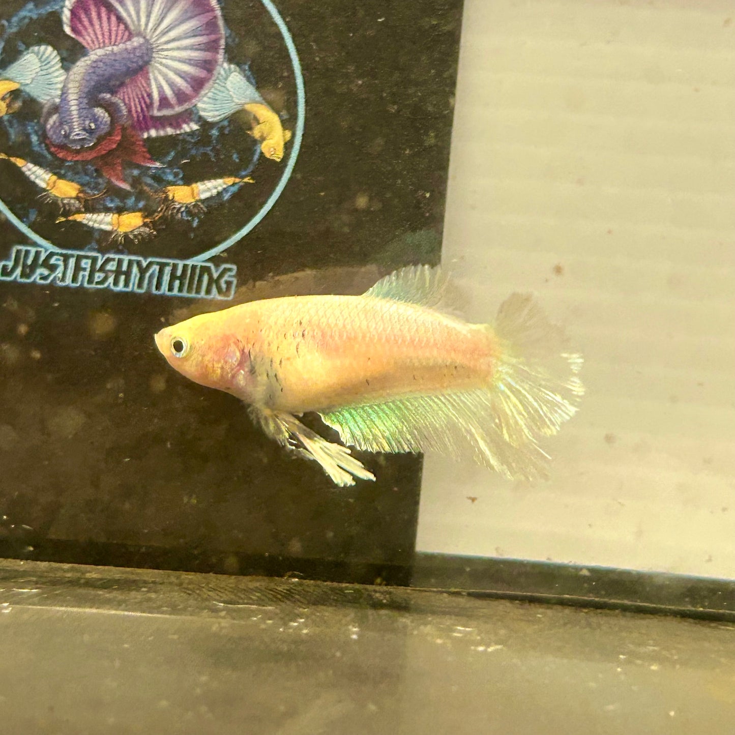 Pastel Feather Tail - Female betta 086