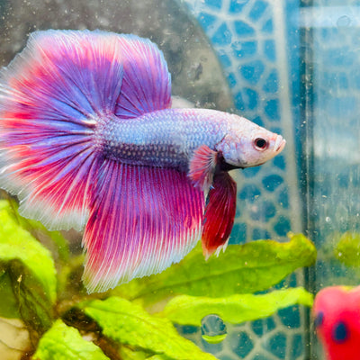 Halfmoon Pink Puprle Male Betta #N37