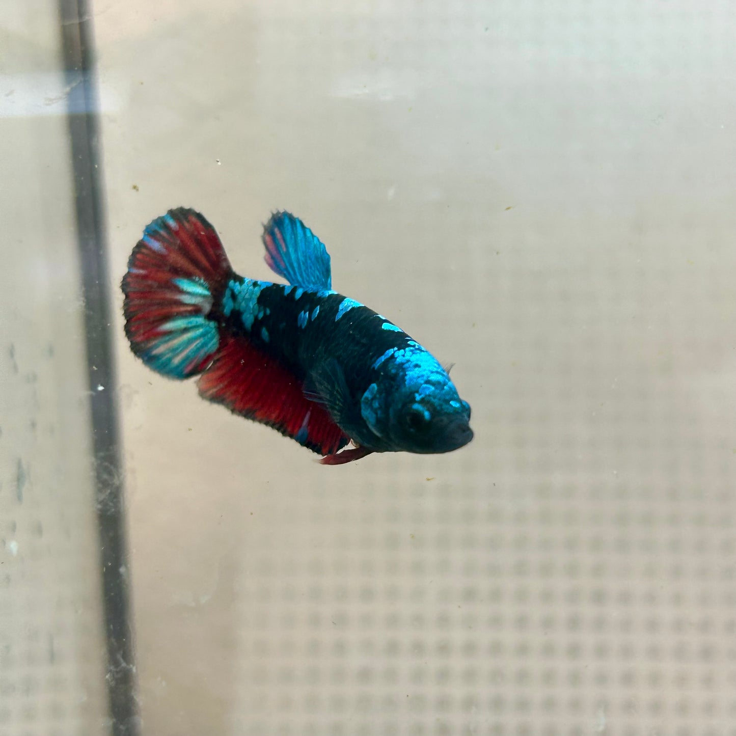 Plakat Female Betta Black Blue Avarta #79