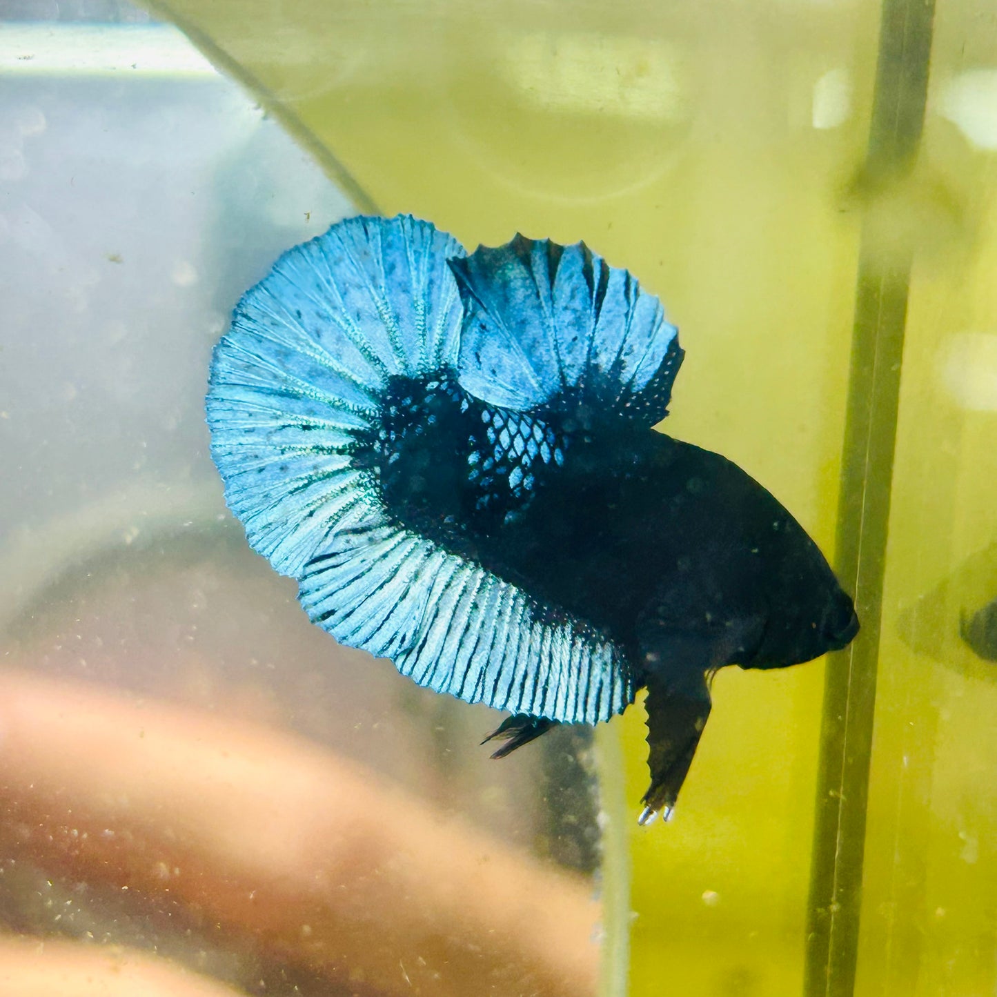 Black Light Steel Blue Plakat - Male betta 038