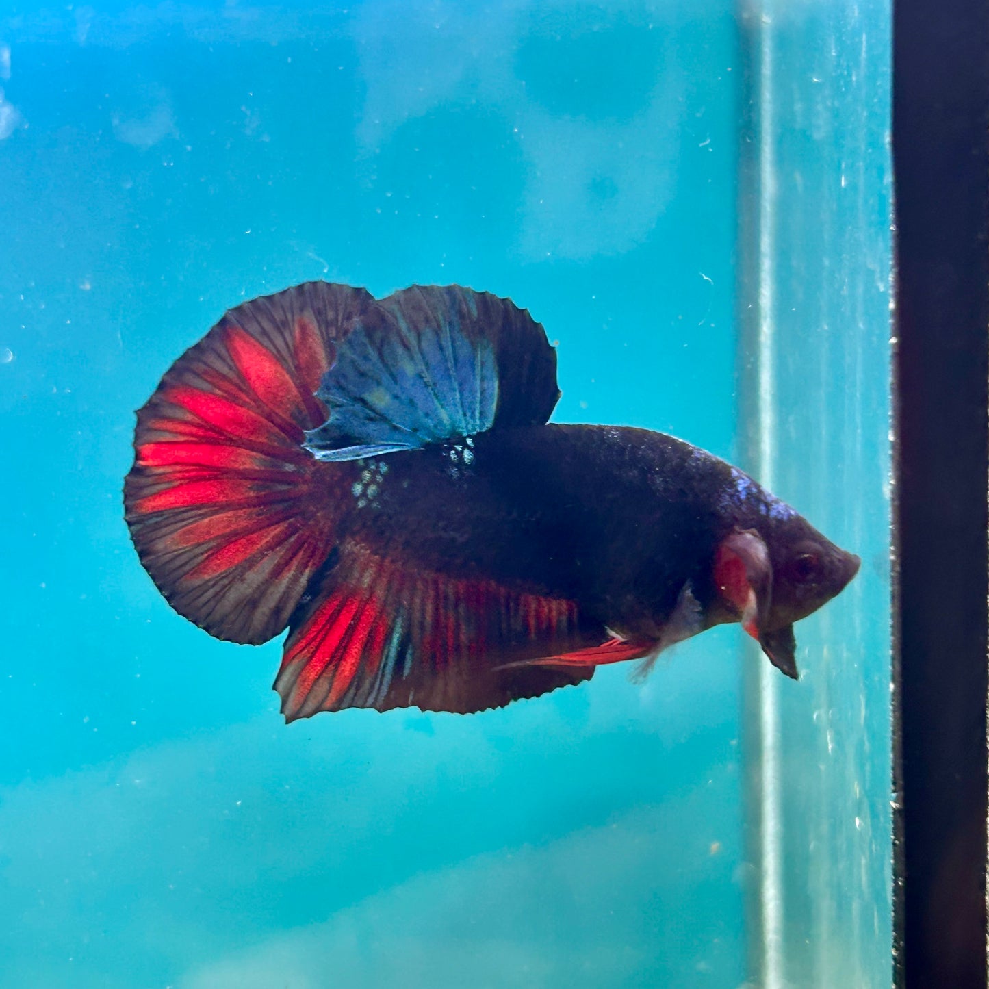 Avarta Nebula Plakat - Male Betta 122