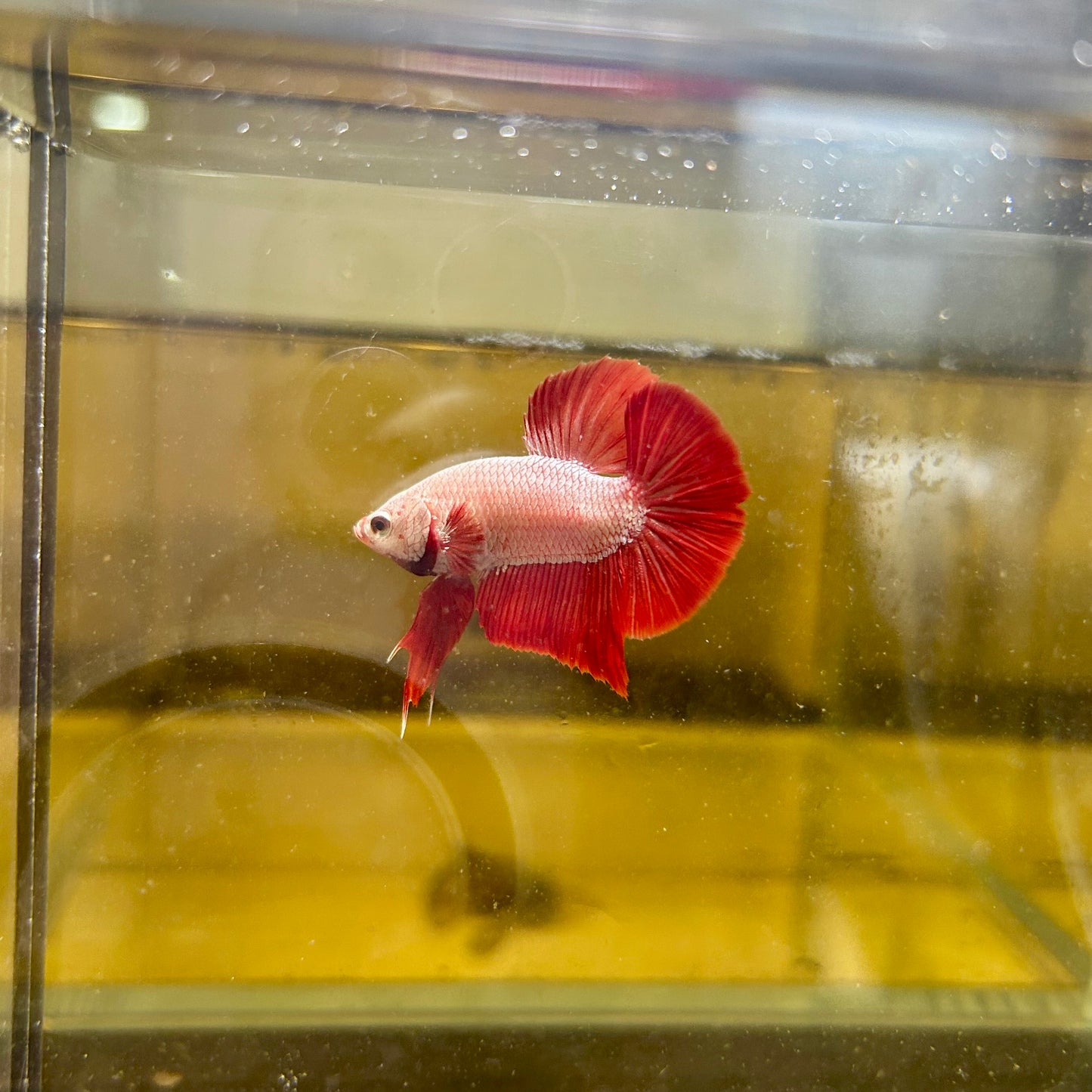 Red Dragon Plakat - Male betta 065