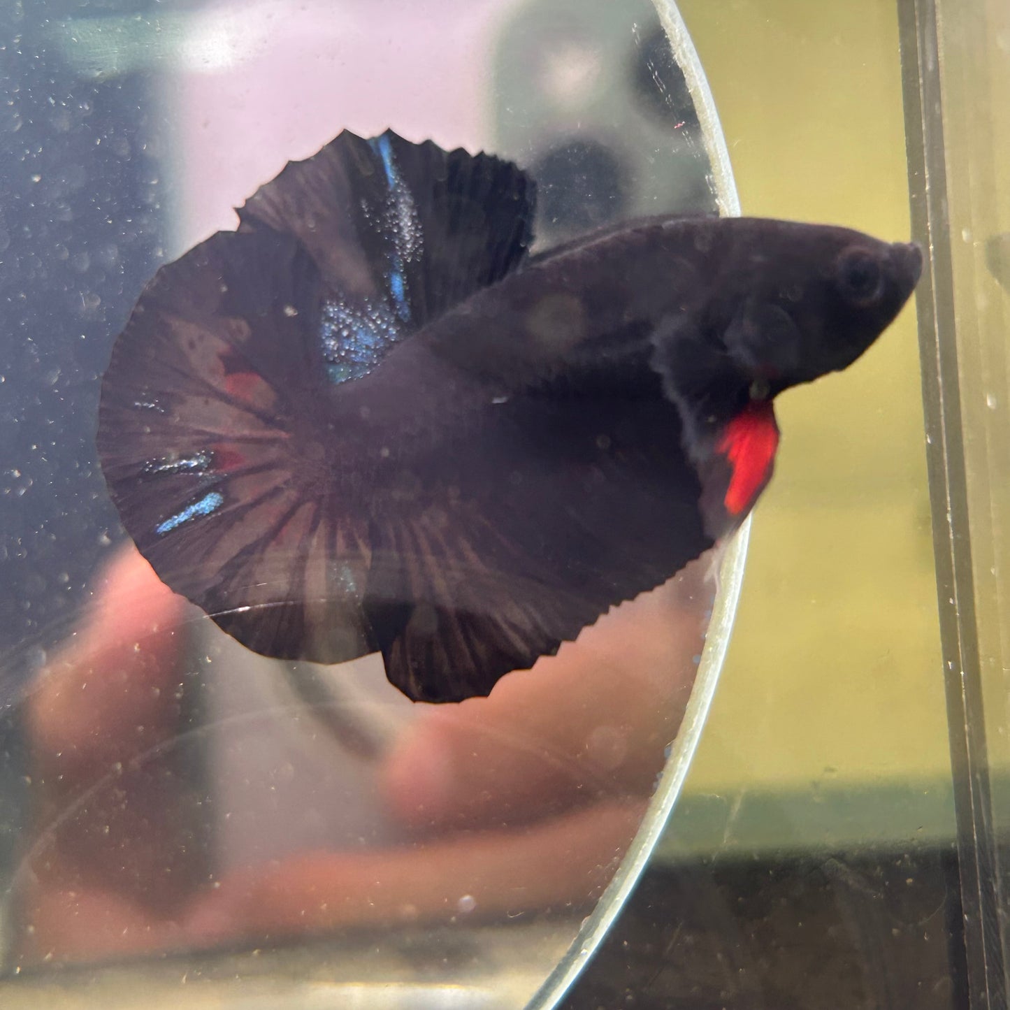 Avarta Dark Knifht Plakat - Male Betta 125