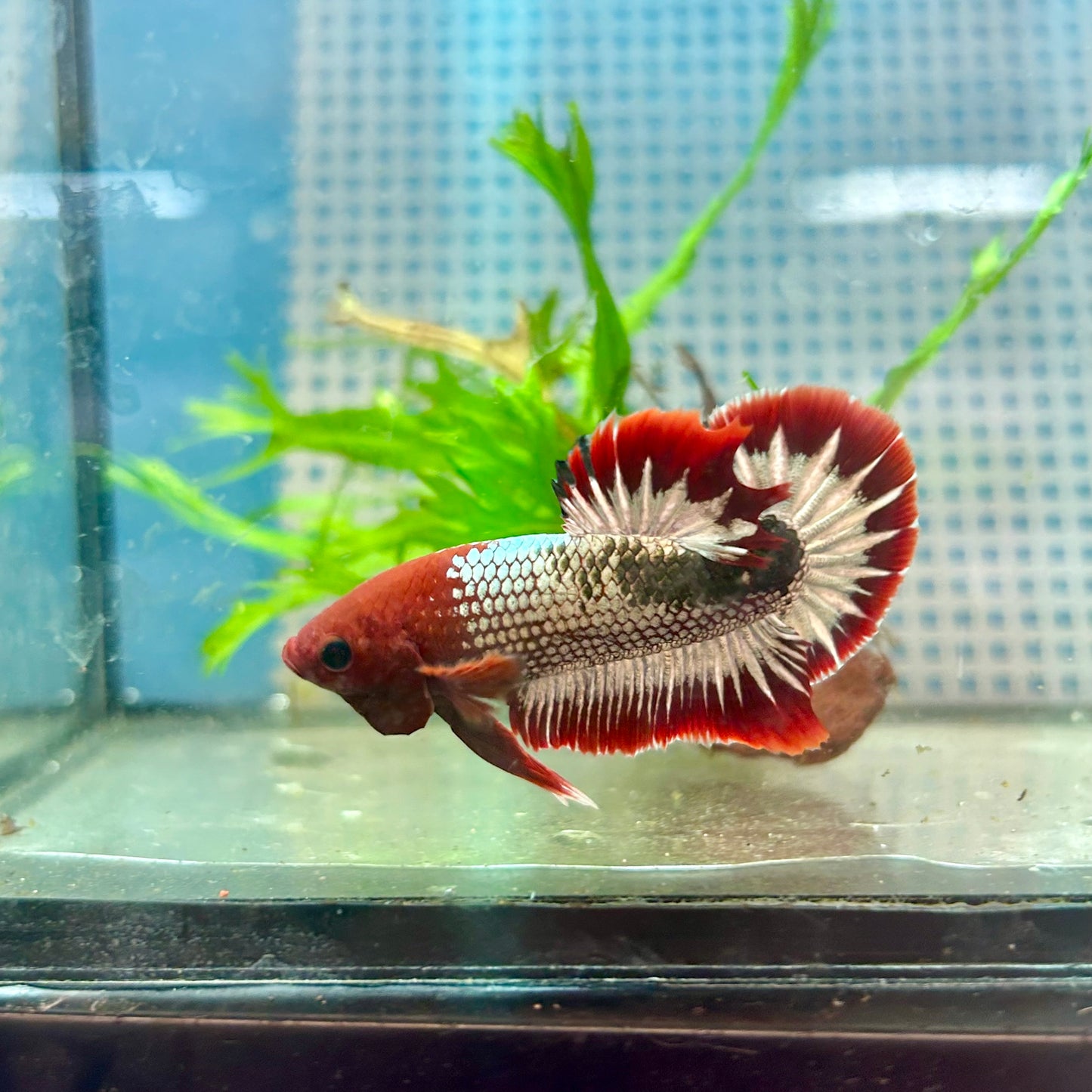 Betta Male Plakat Red Fancy Copper #A115