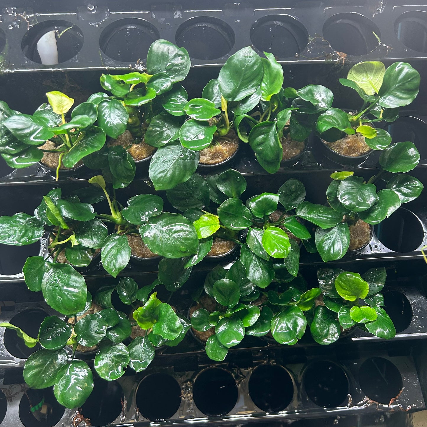 Anubias Barteri Round (Golden Coin)