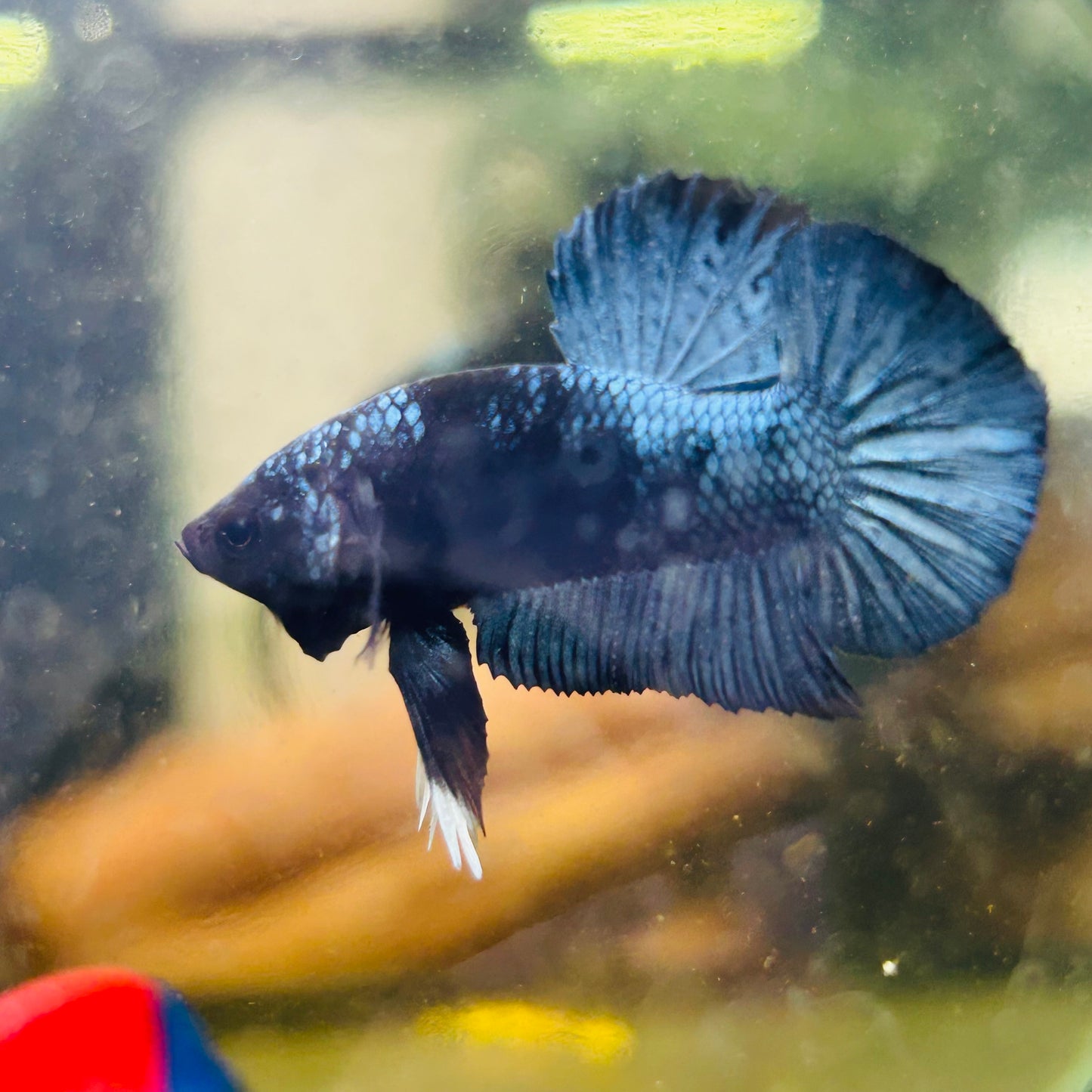 Black Light Steel Blue Plakat - Male betta 078