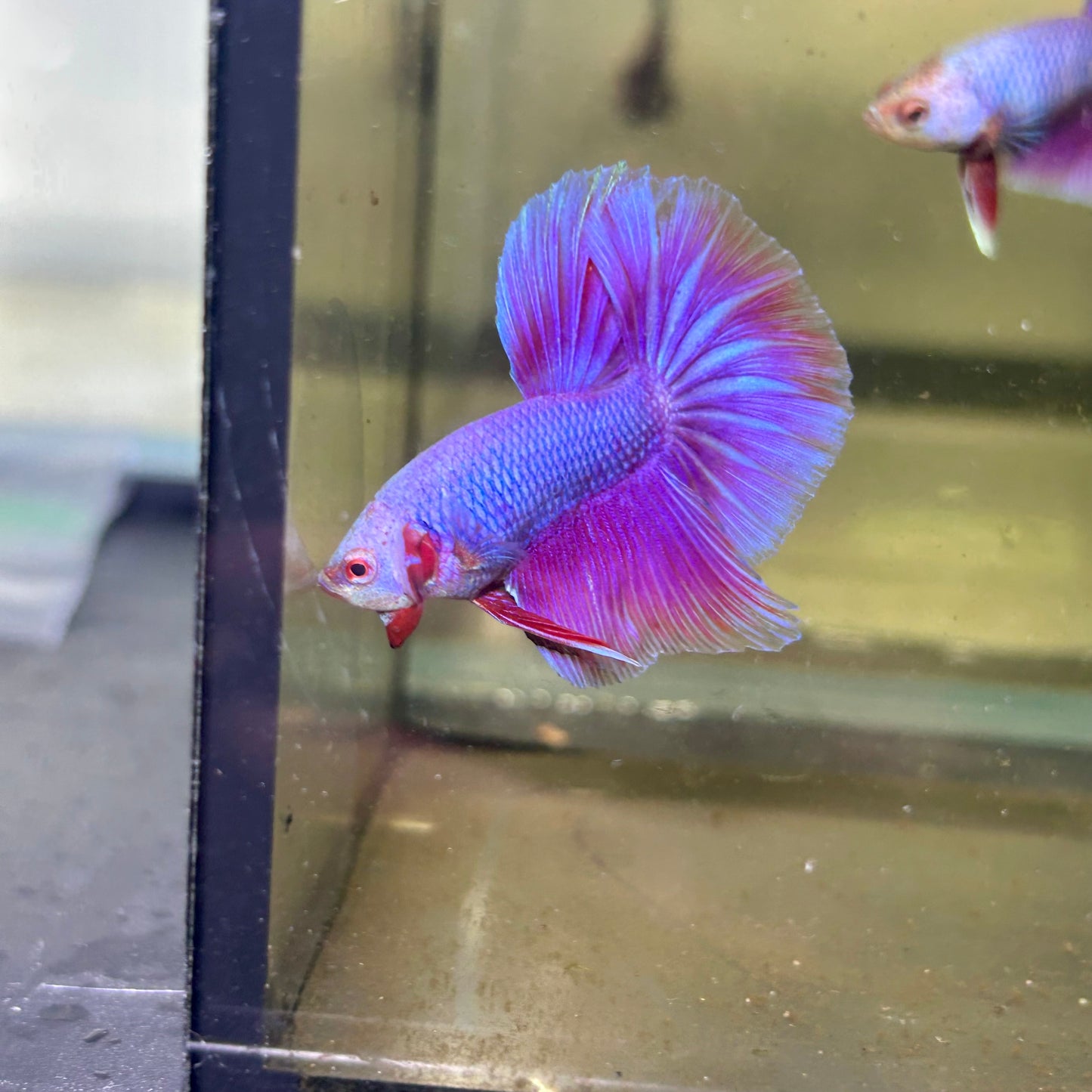 Purple Pink Halfmoon - Male Betta 144