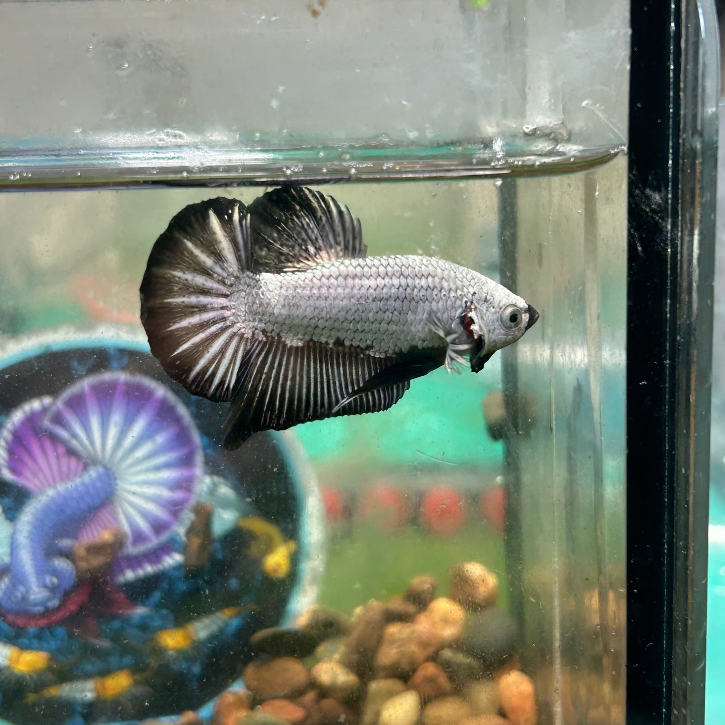 Black Dragon Plakat - Male betta 097
