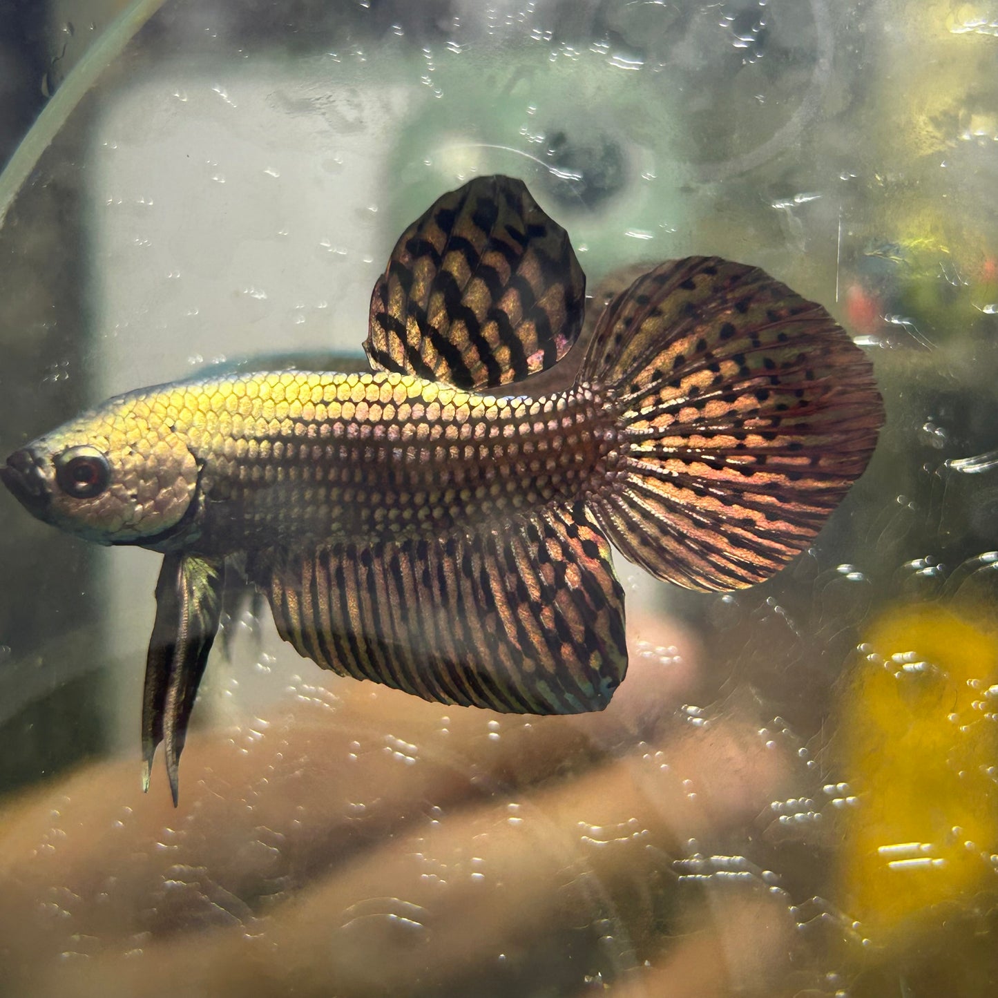 Wild Hybrid Alien Copper - Male Betta 037