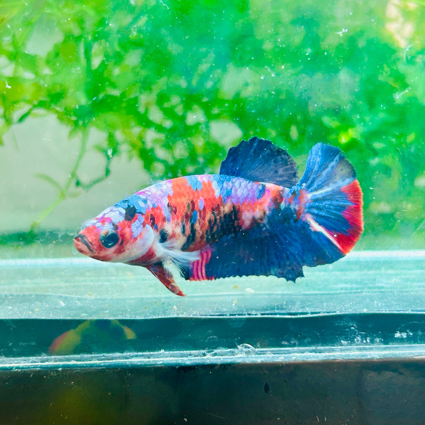 Plakat Red Koi Galaxy Female Betta #170