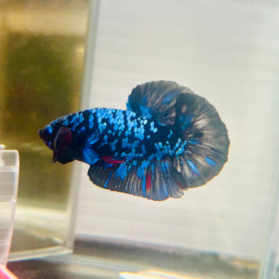 Plakat Avarta Nebula Male Betta #M107