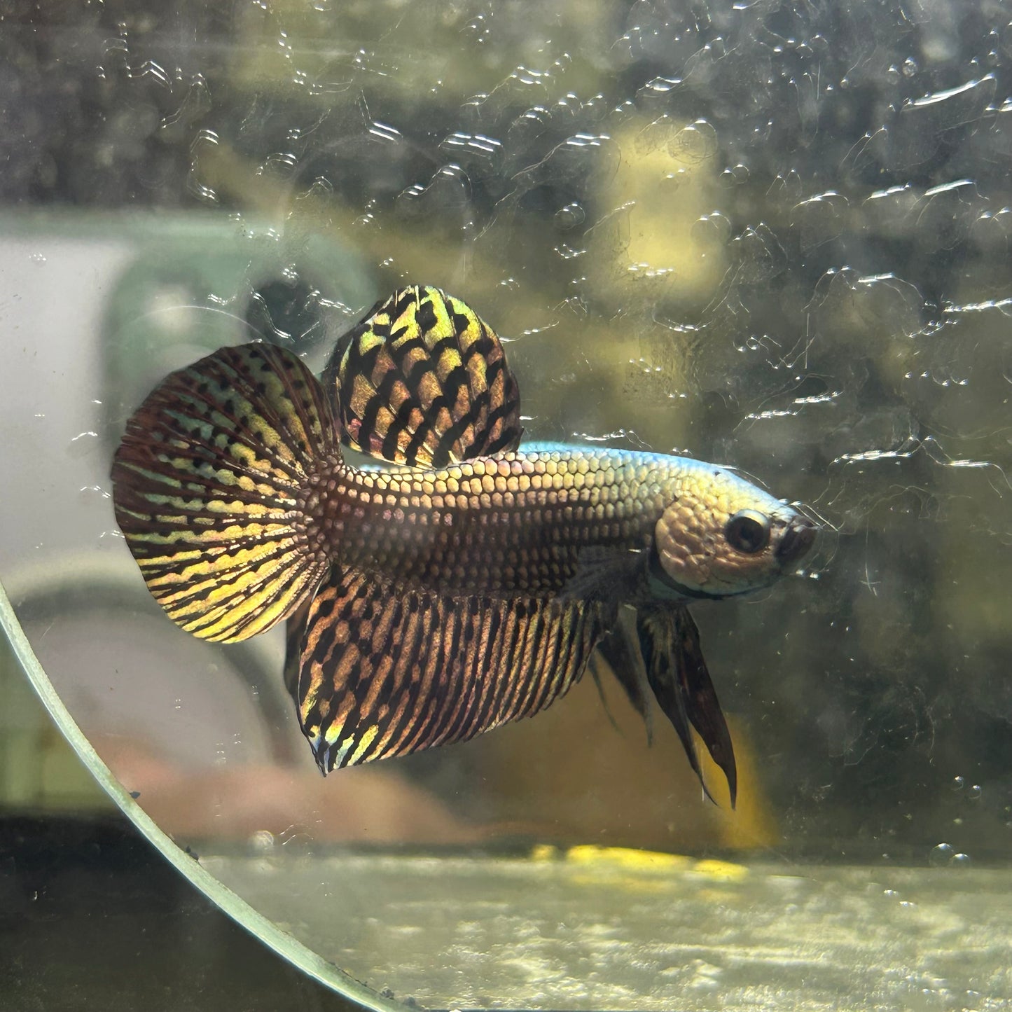 Wild Hybrid Alien Copper - Male Betta 037