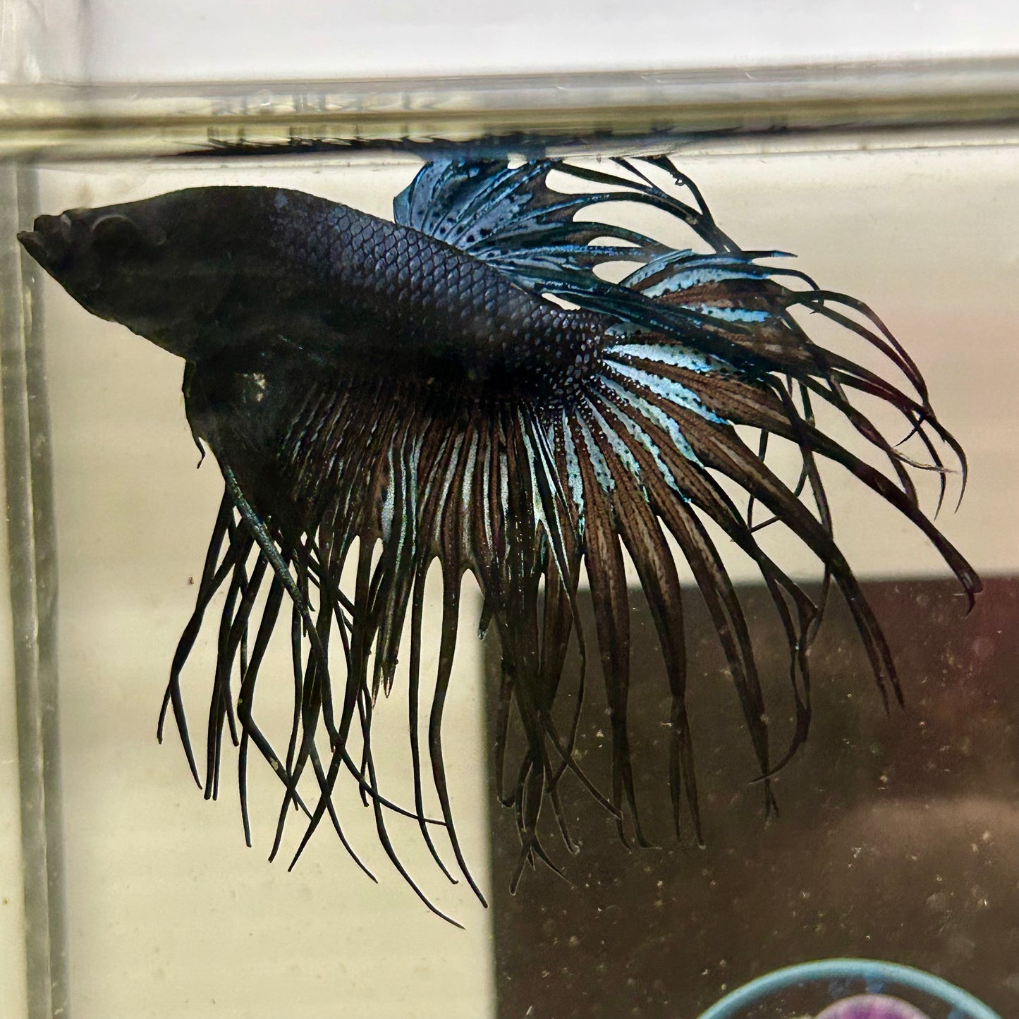Black Orchid Crowntail - Male Betta 074