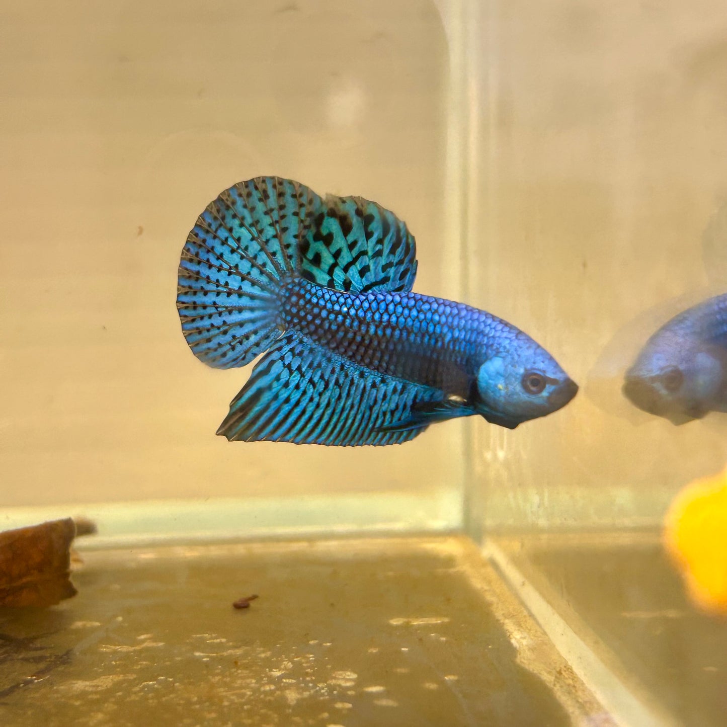 Hybrid Wild Alien Blue - Male Betta 007