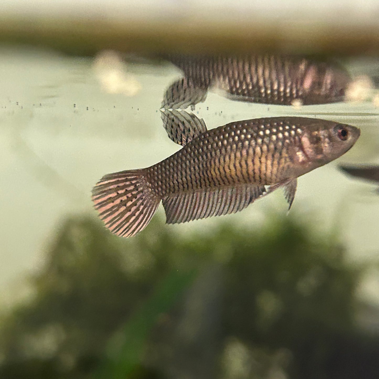 Copper Wild Mahachai - Female Betta